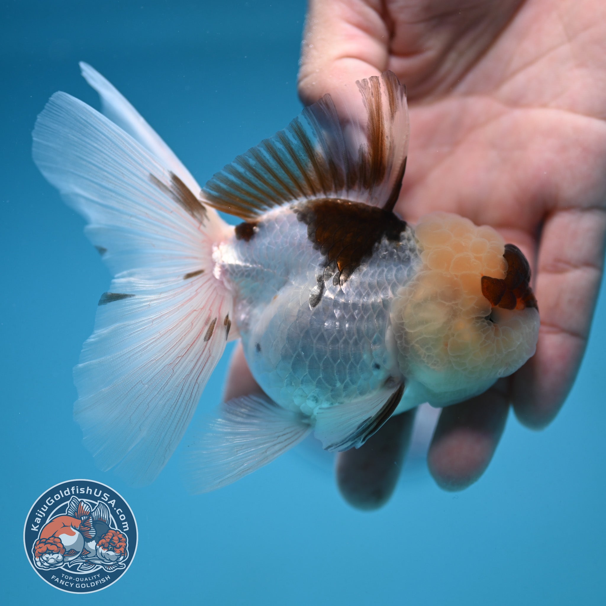 Tricolor Oranda 3 inch Body (250912_OR19) – Kaiju Goldfish USA