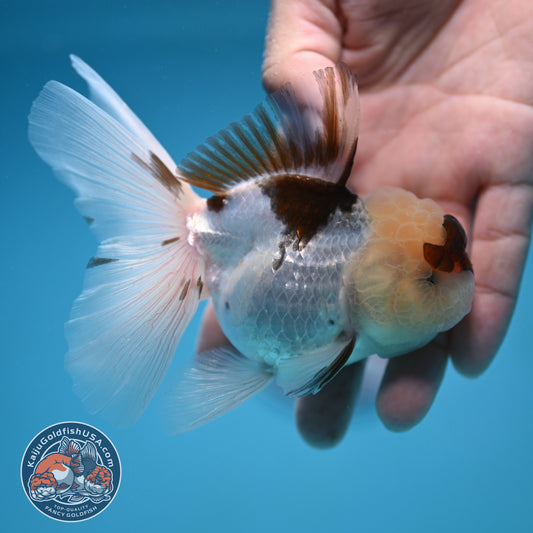 Tricolor Oranda 3 inch Body (250912_OR19)