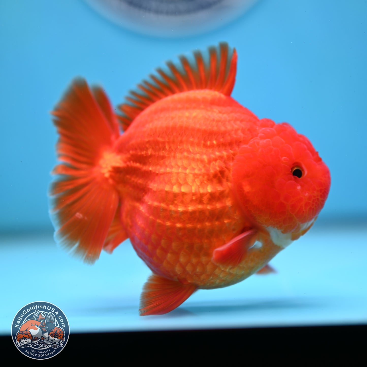 Classic Red YuanBao Oranda 3.5 inches Body - Female (250214_OR19)