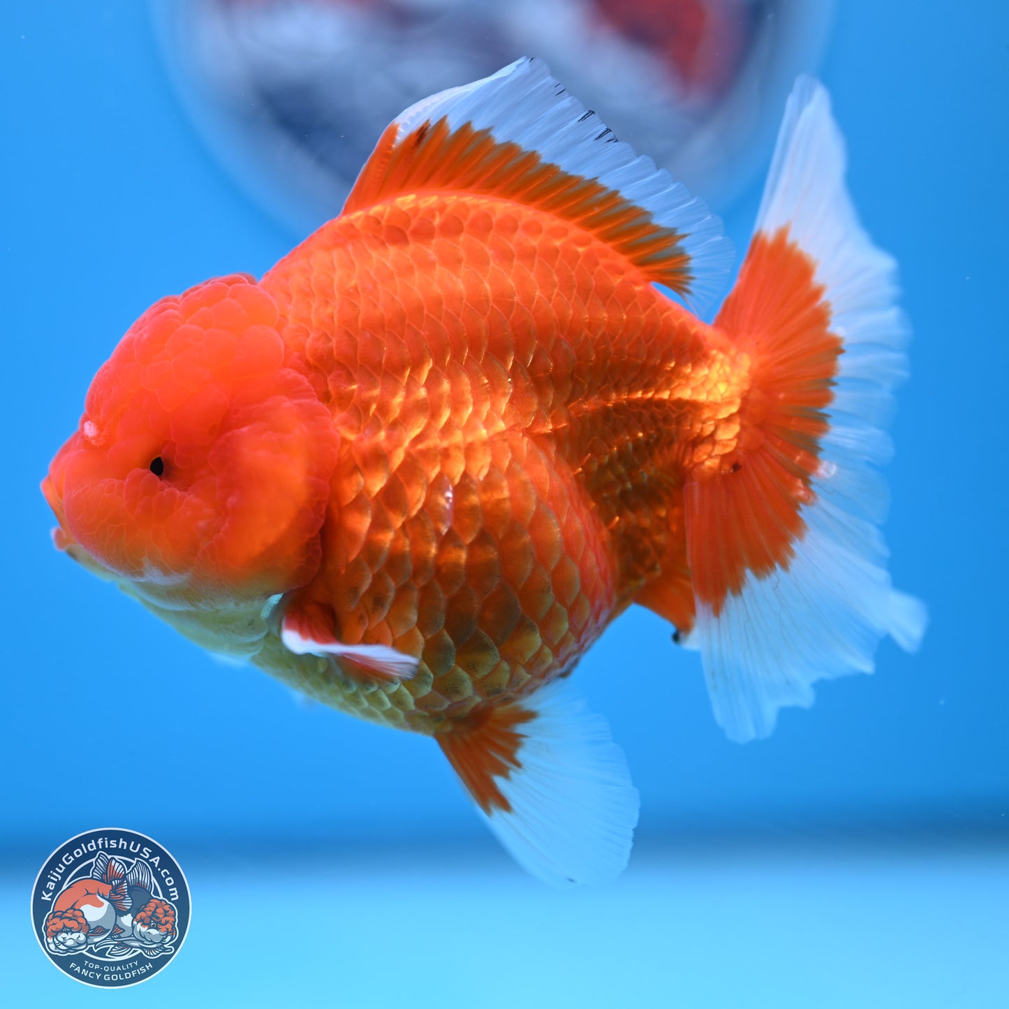 Classic Red Rose Tail Oranda 4.5 inches - Female (241122_OR19) - Kaiju Goldfish USA