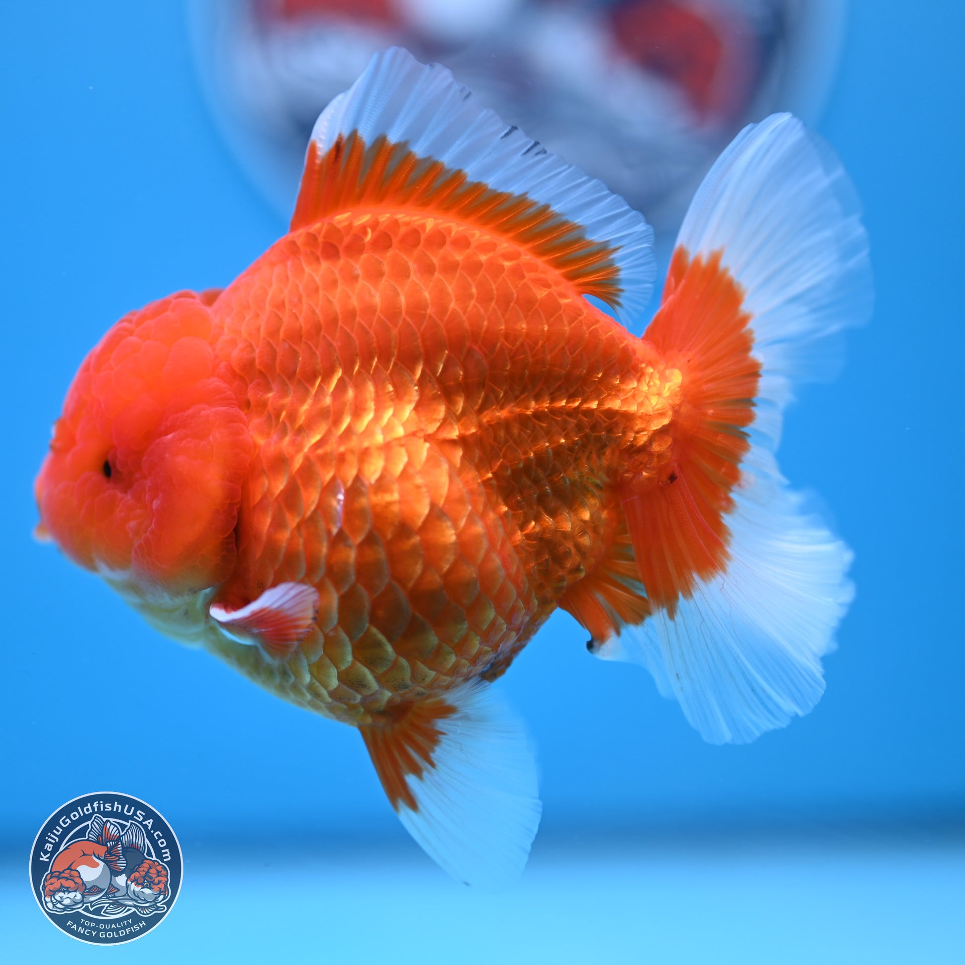 Classic Red Rose Tail Oranda 4.5 inches - Female (241122_OR19) - Kaiju Goldfish USA