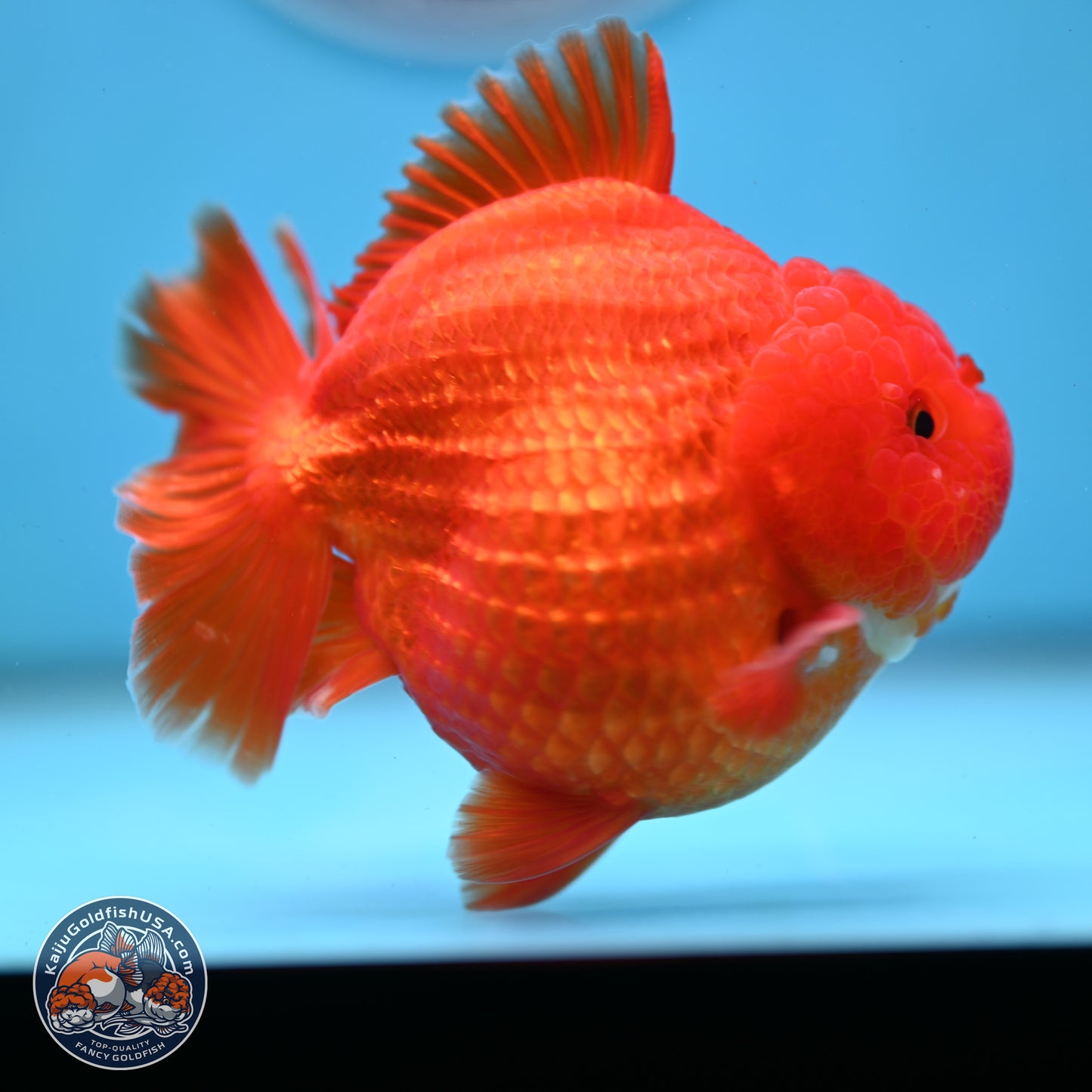 Classic Red YuanBao Oranda 3.5 inches Body - Female (250214_OR19)