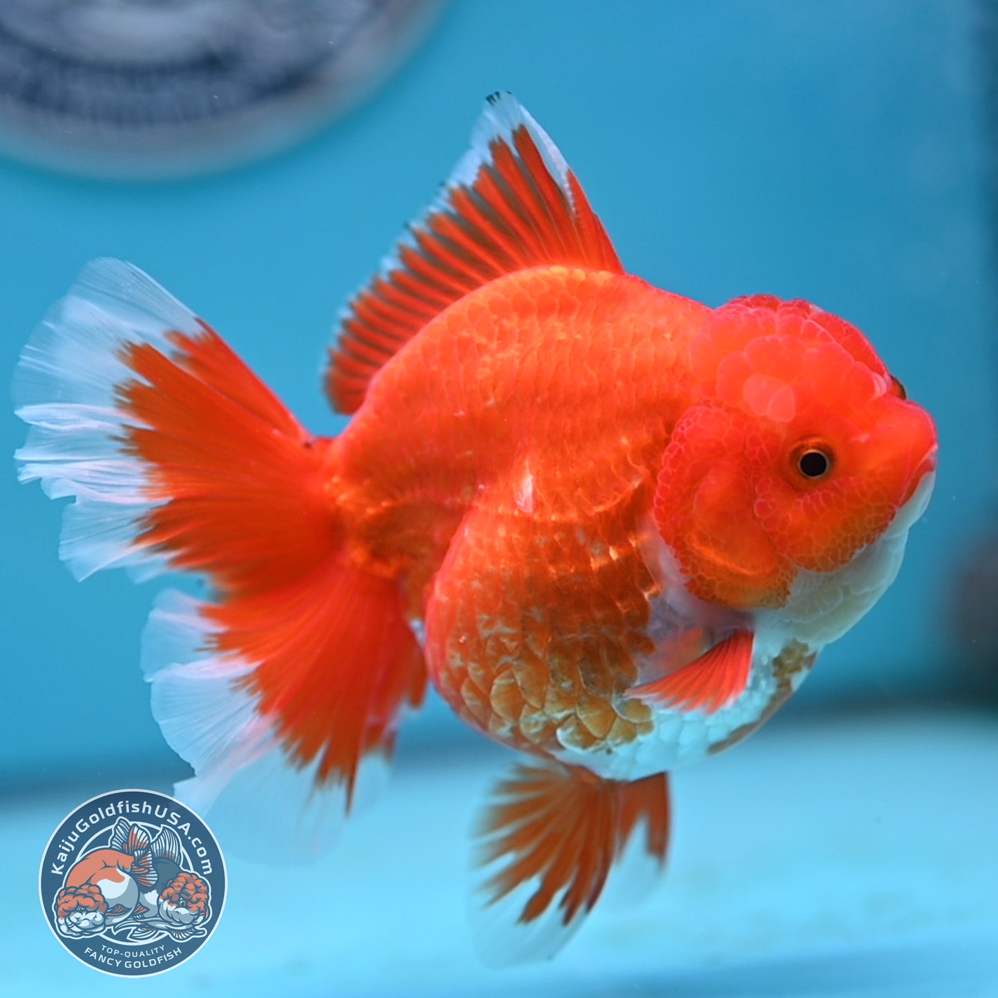 Red White Rose Tail Oranda 4 inches Body (250502_OR19)