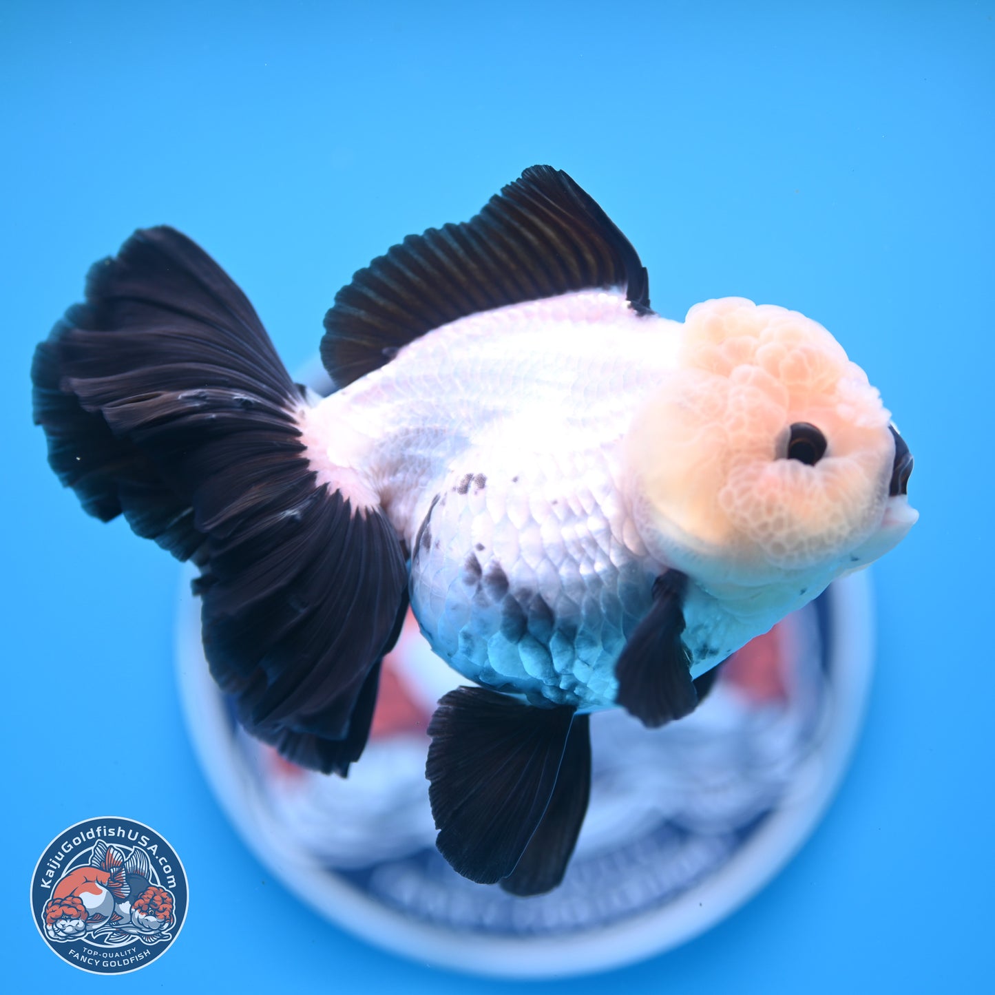 Panda Rose Tail Oranda 5.5 inches (241025_OR19) - Kaiju Goldfish USA