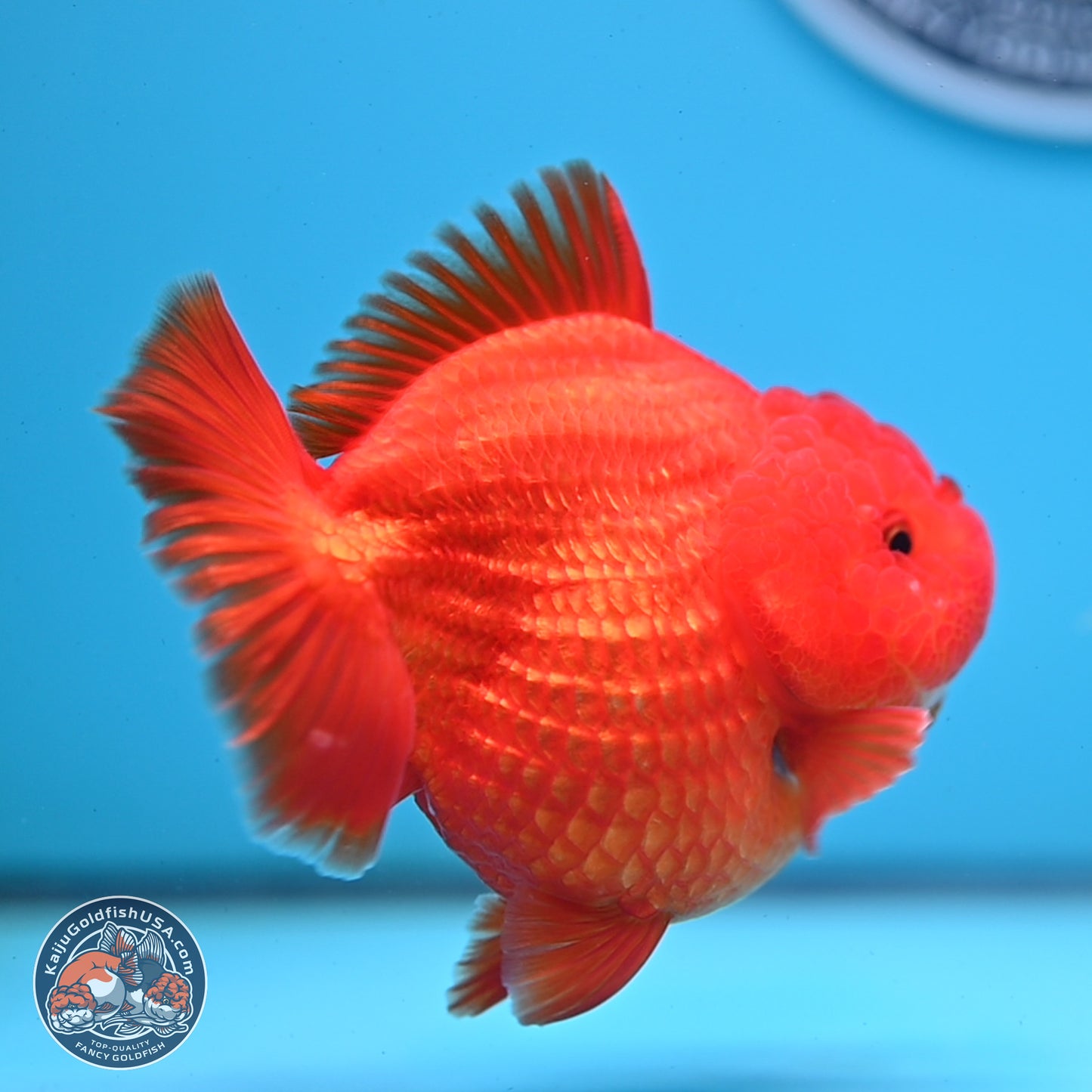 Classic Red YuanBao Oranda 3.5 inches Body - Female (250214_OR19)