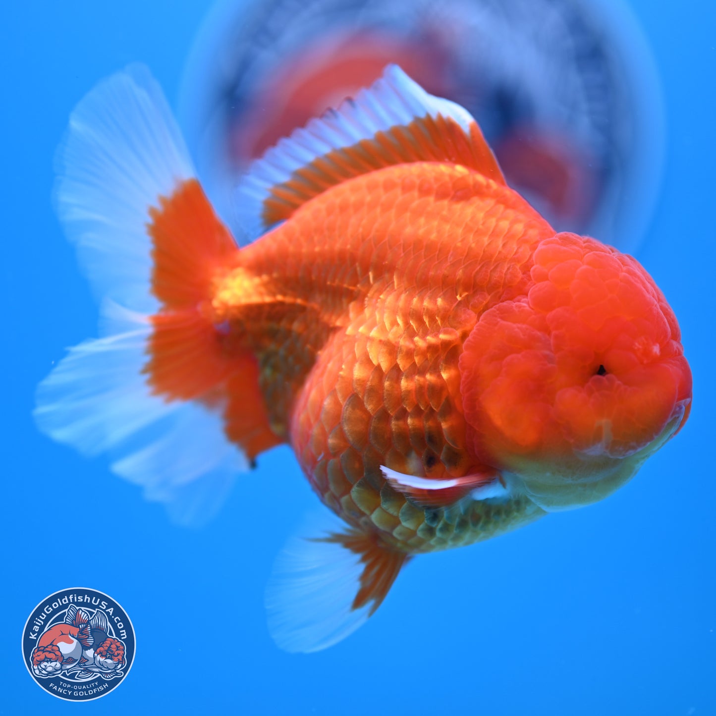 Classic Red Rose Tail Oranda 4.5 inches - Female (241122_OR19) - Kaiju Goldfish USA