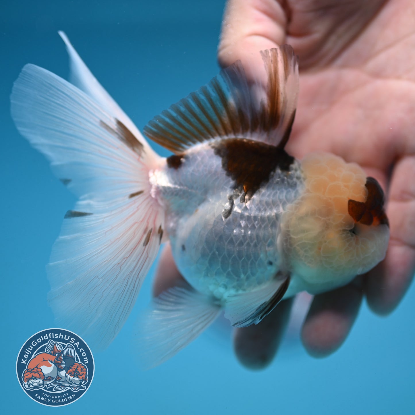 Tricolor Oranda 3 inch Body (250912_OR19)