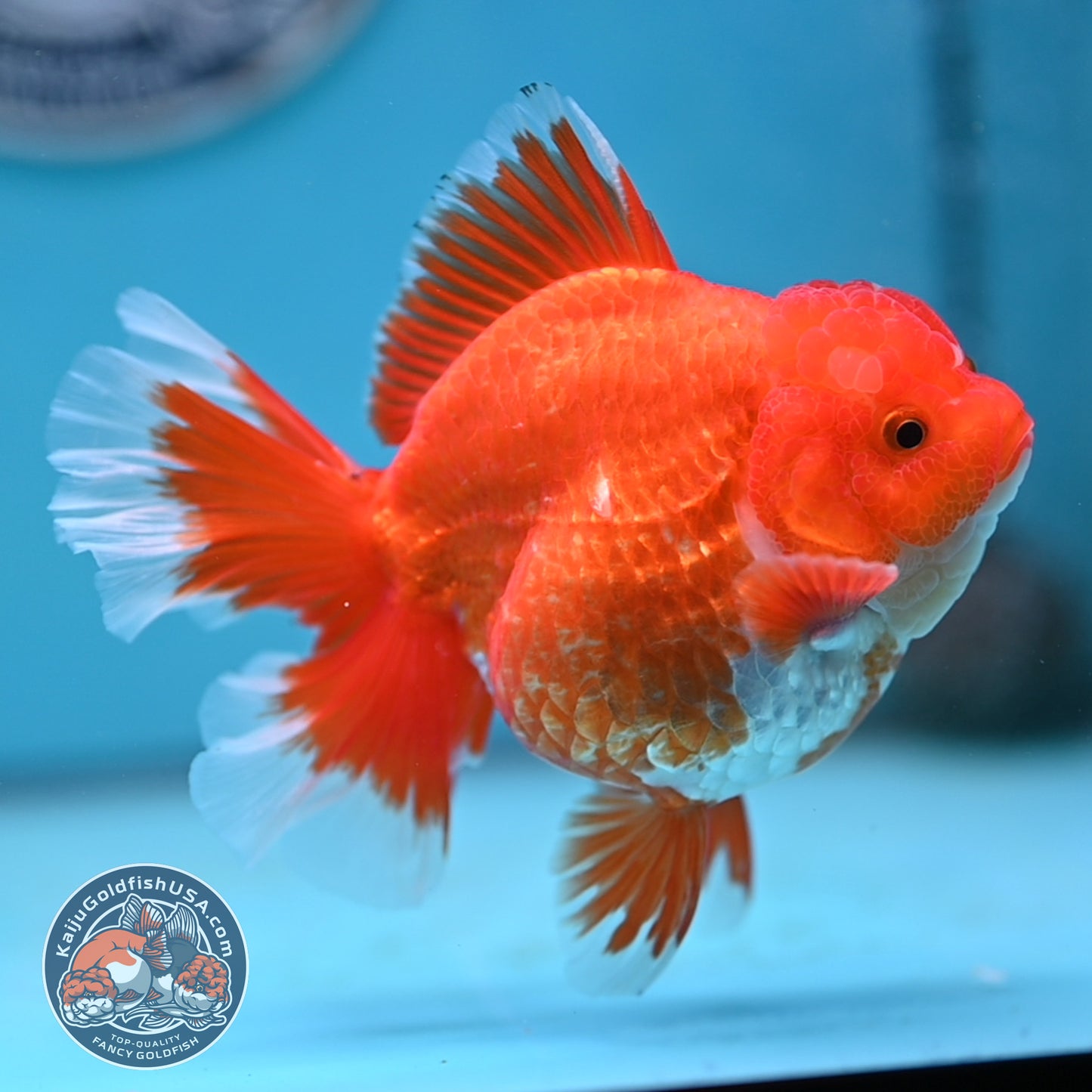 Red White Rose Tail Oranda 4 inches Body (250502_OR19)