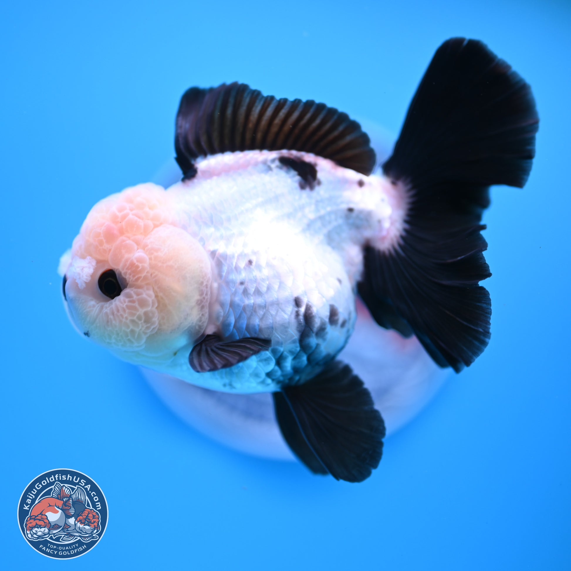 Panda Rose Tail Oranda 5.5 inches (241025_OR19) - Kaiju Goldfish USA