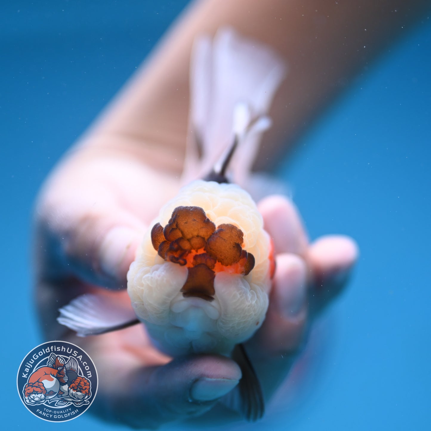 Tricolor Oranda 3 inch Body (250912_OR19)