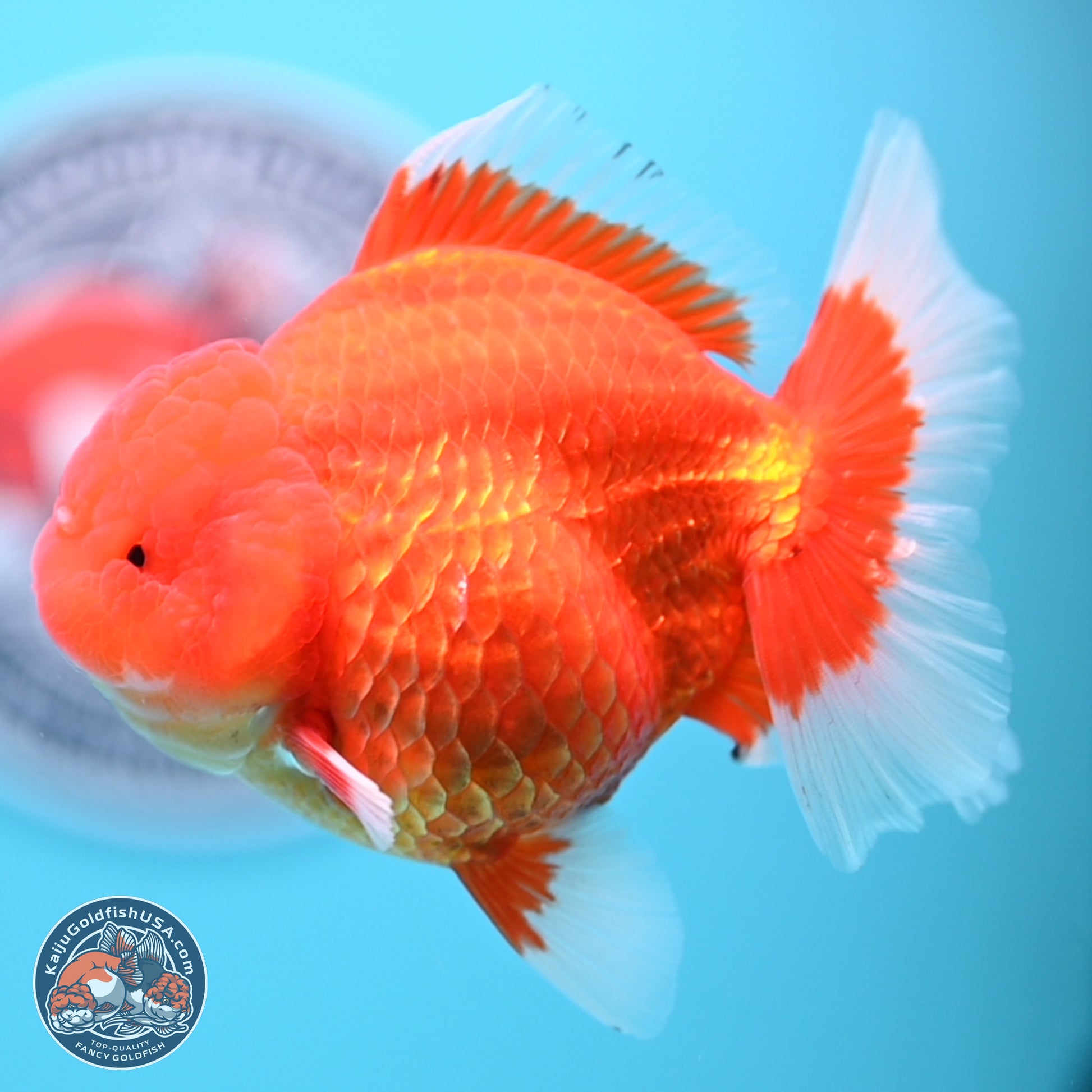 Classic Red Rose Tail Oranda 4.5 inches - Female (241122_OR19) - Kaiju Goldfish USA