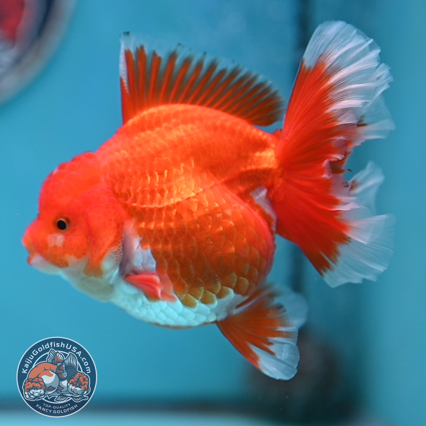 Red White Rose Tail Oranda 4 inches Body (250502_OR19)