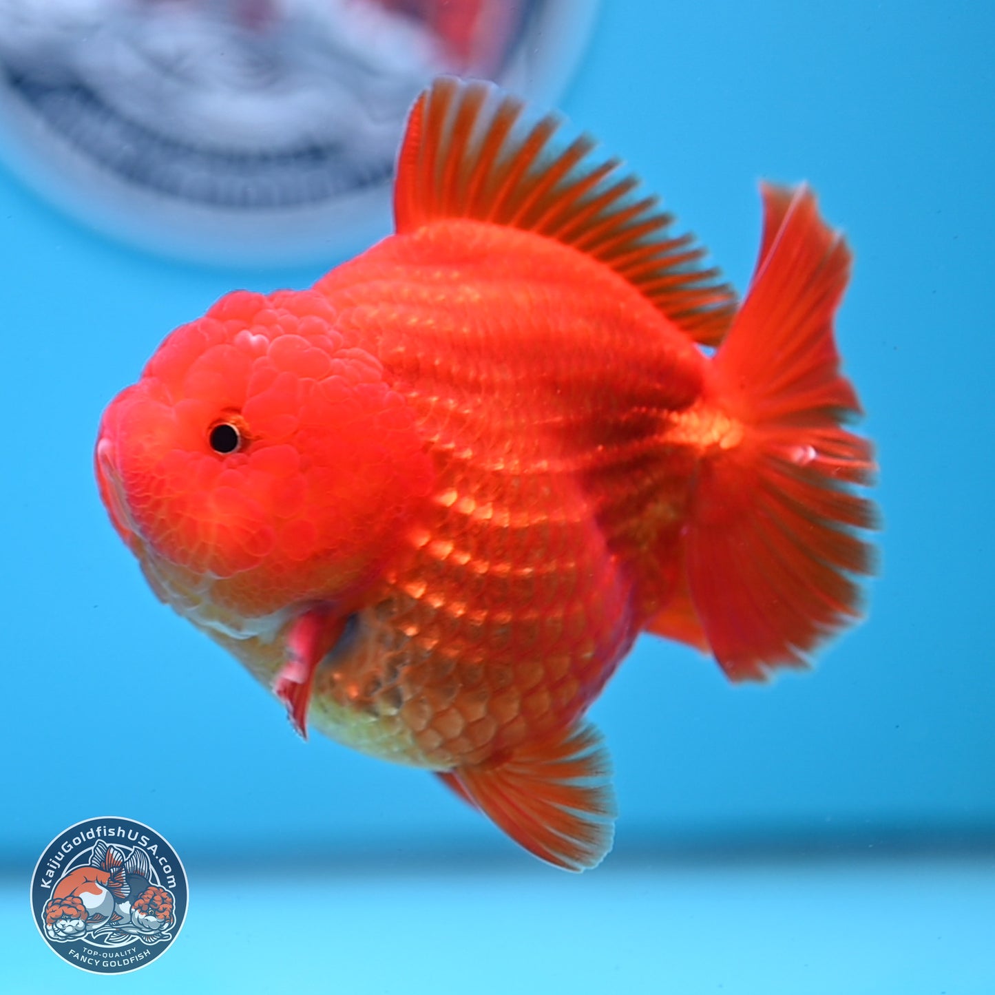 Classic Red YuanBao Oranda 3.5 inches Body - Female (250214_OR19)