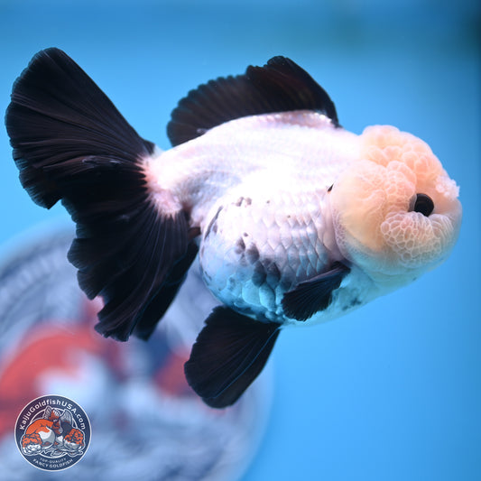 Panda Rose Tail Oranda 5.5 inches (241025_OR19) - Kaiju Goldfish USA