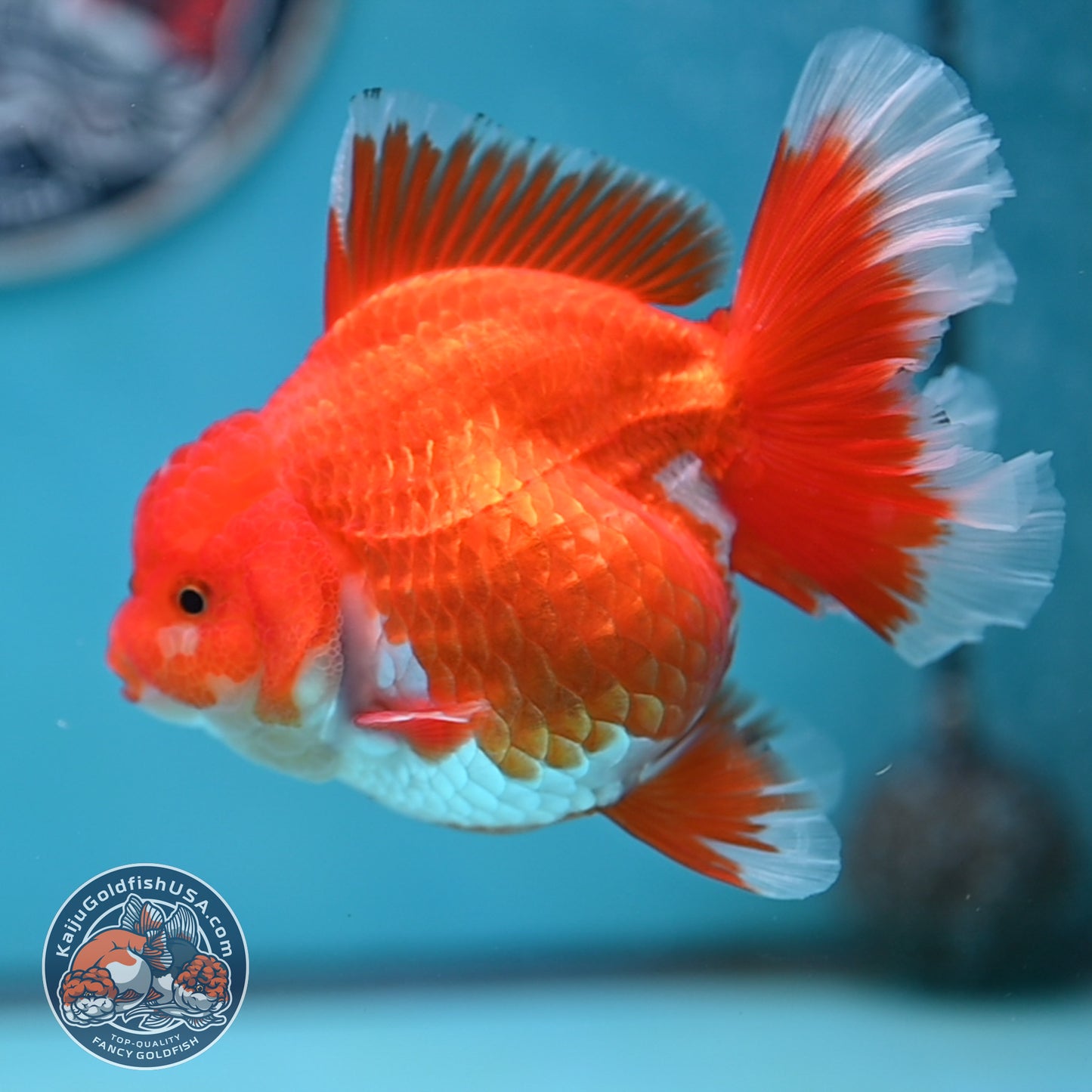 Red White Rose Tail Oranda 4 inches Body (250502_OR19)