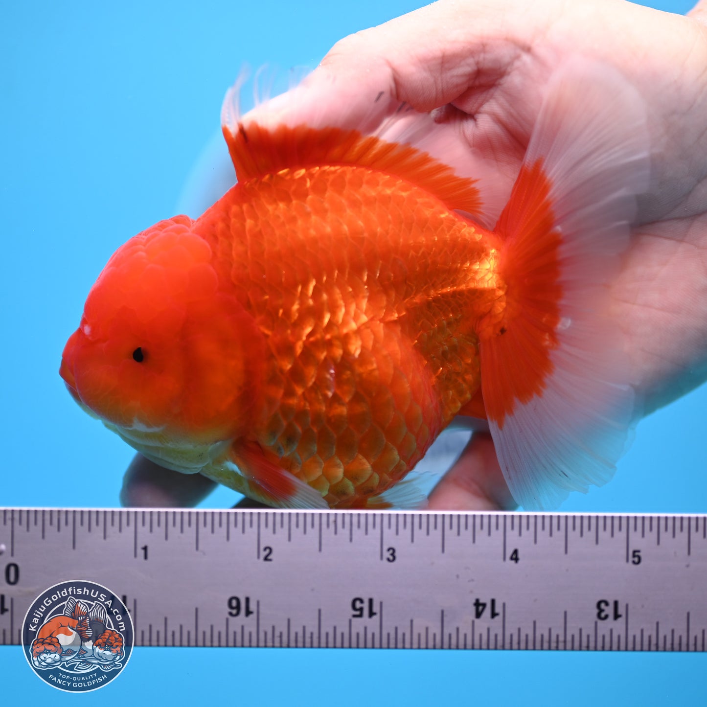 Classic Red Rose Tail Oranda 4.5 inches - Female (241122_OR19) - Kaiju Goldfish USA