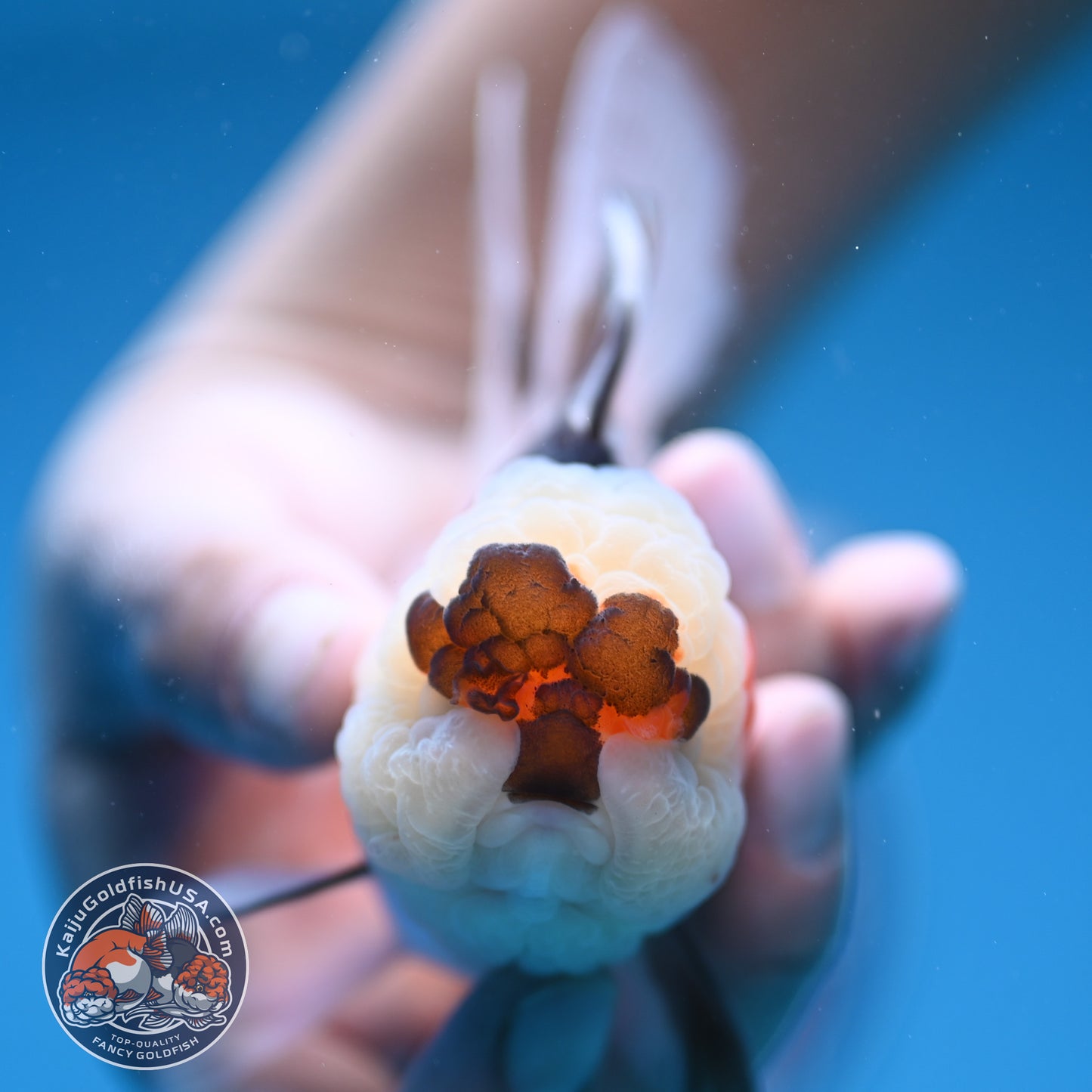 Tricolor Oranda 3 inch Body (250912_OR19)