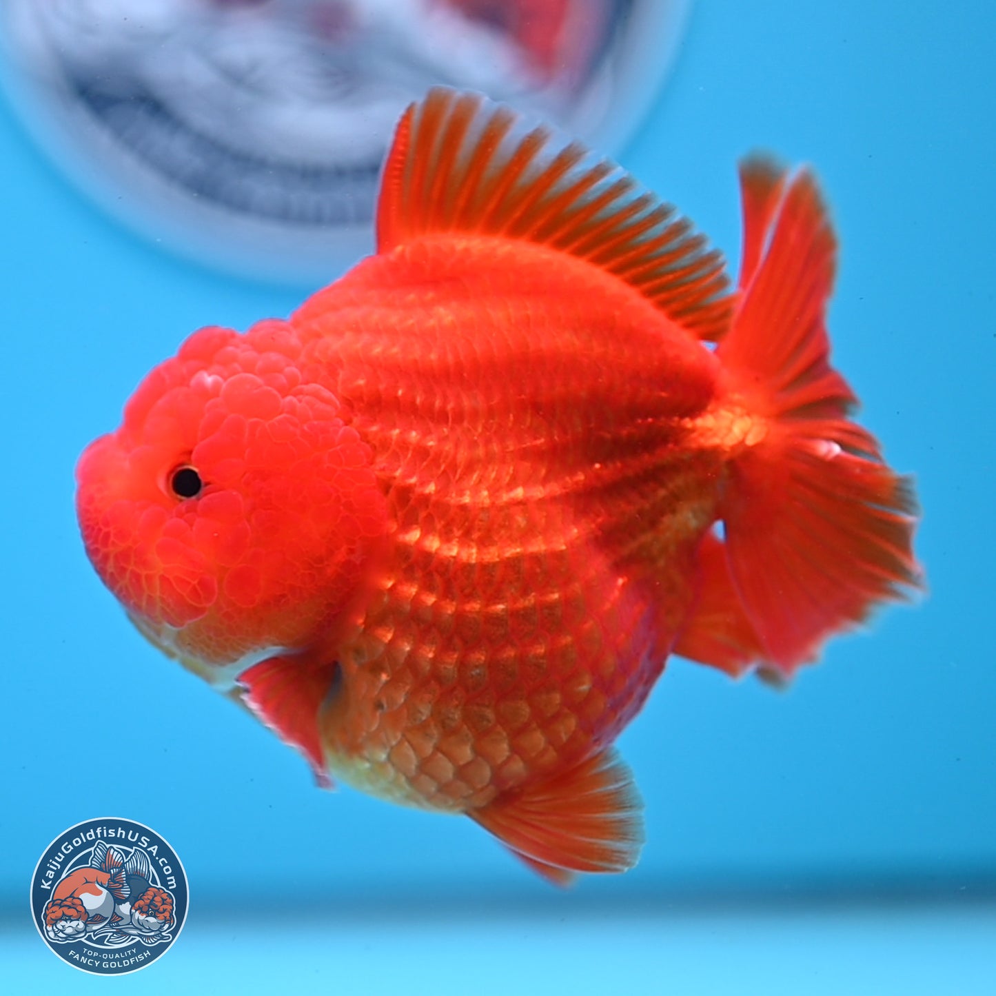 Classic Red YuanBao Oranda 3.5 inches Body - Female (250214_OR19)