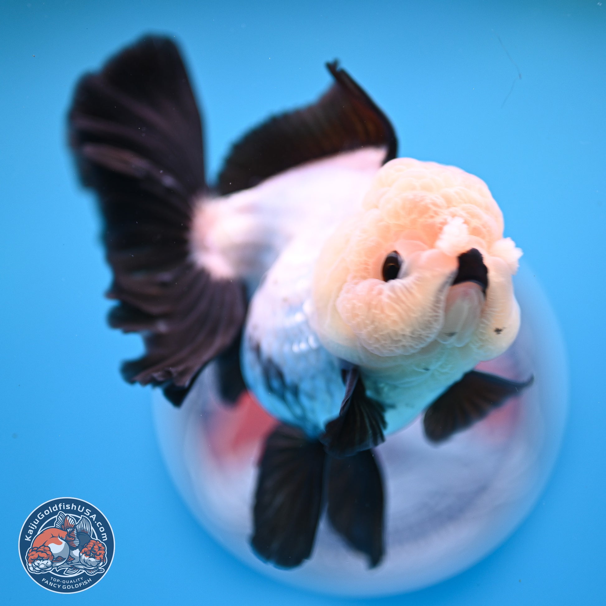 Panda Rose Tail Oranda 5.5 inches (241025_OR19) - Kaiju Goldfish USA