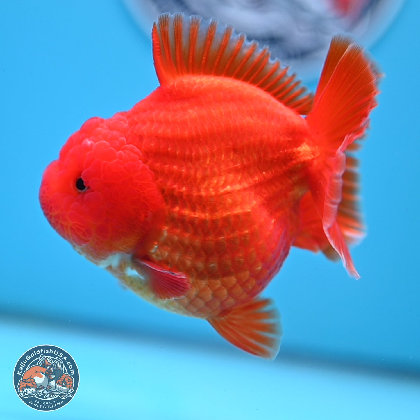 Classic Red YuanBao Oranda 3.5 inches Body - Female (250214_OR19)