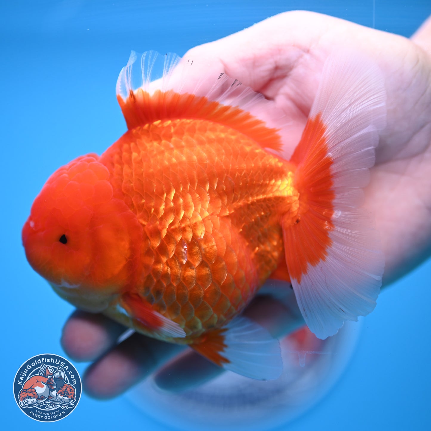 Classic Red Rose Tail Oranda 4.5 inches - Female (241122_OR19) - Kaiju Goldfish USA