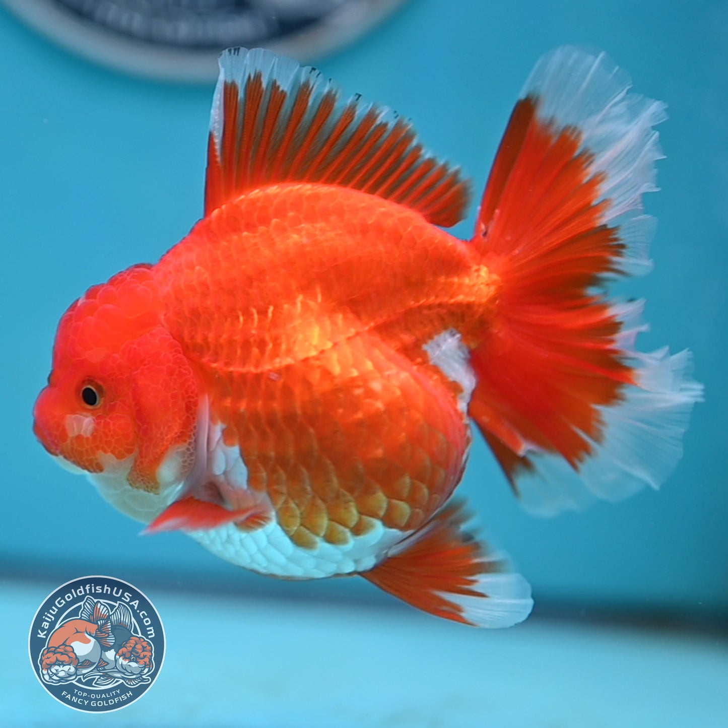 Red White Rose Tail Oranda 4 inches Body (250502_OR19)