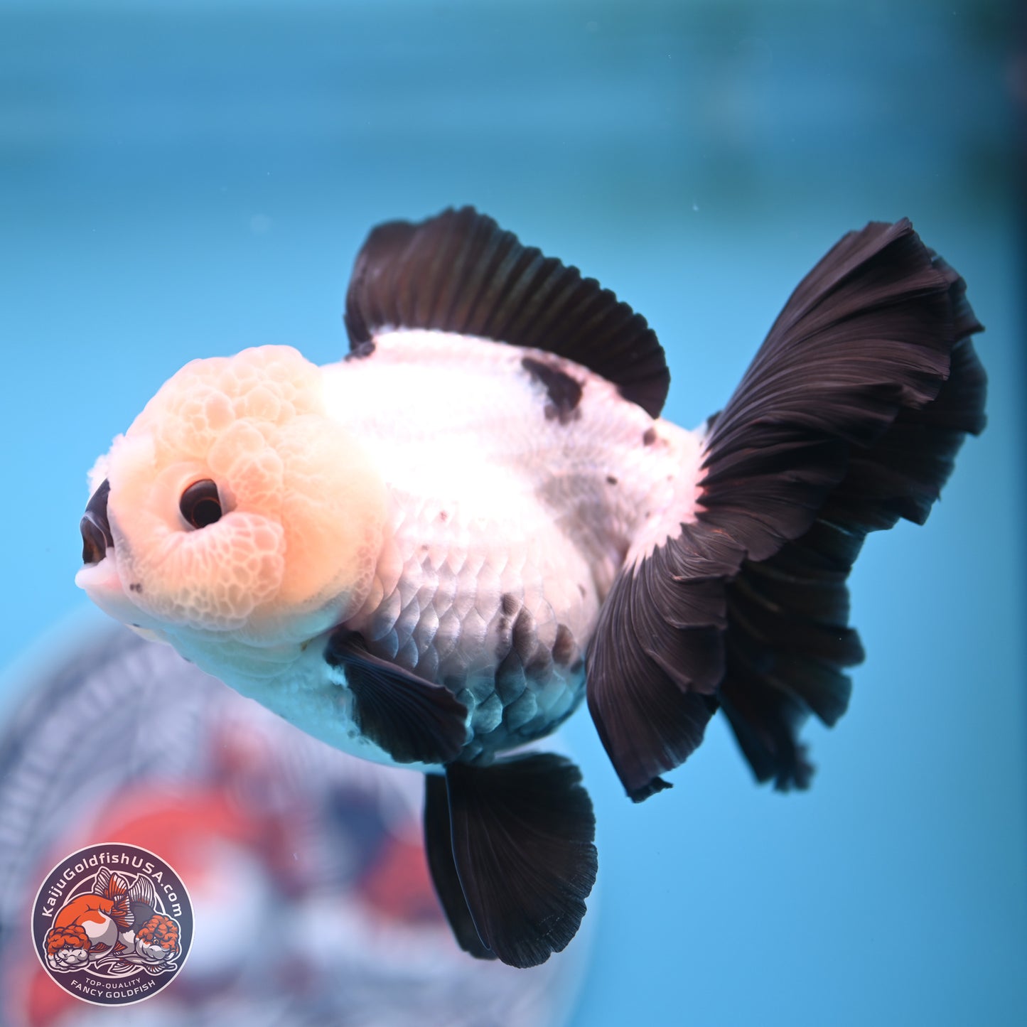 Panda Rose Tail Oranda 5.5 inches (241025_OR19) - Kaiju Goldfish USA