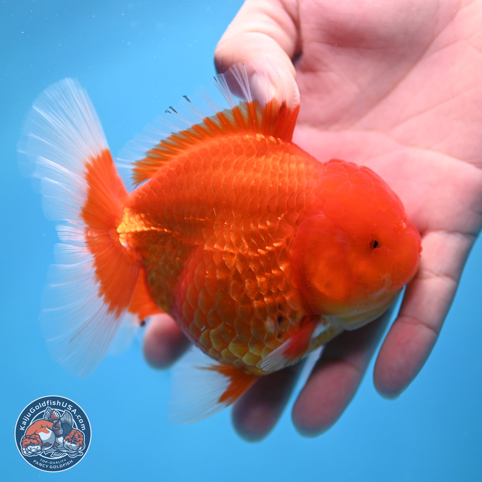 Classic Red Rose Tail Oranda 4.5 inches - Female (241122_OR19) - Kaiju Goldfish USA