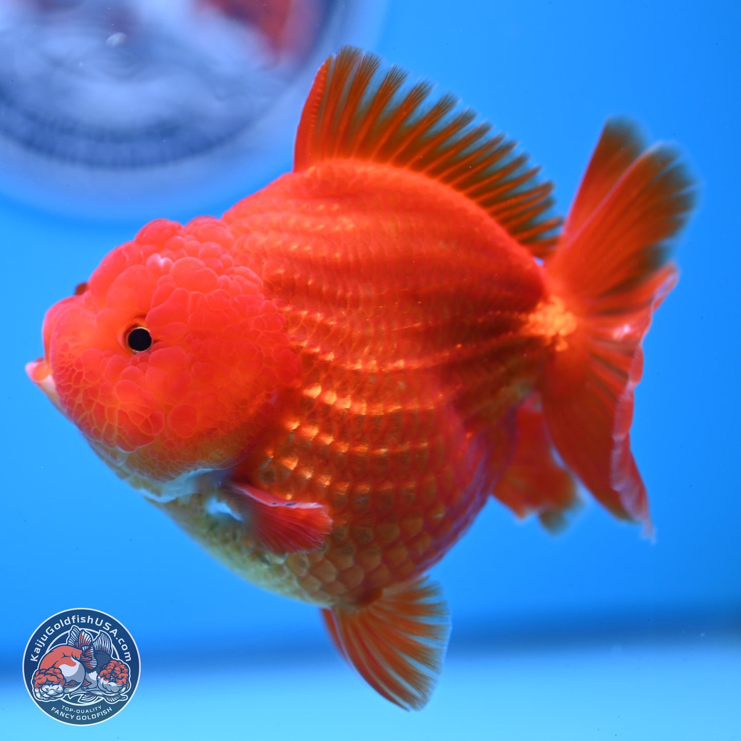 Classic Red YuanBao Oranda 3.5 inches Body - Female (250214_OR19)