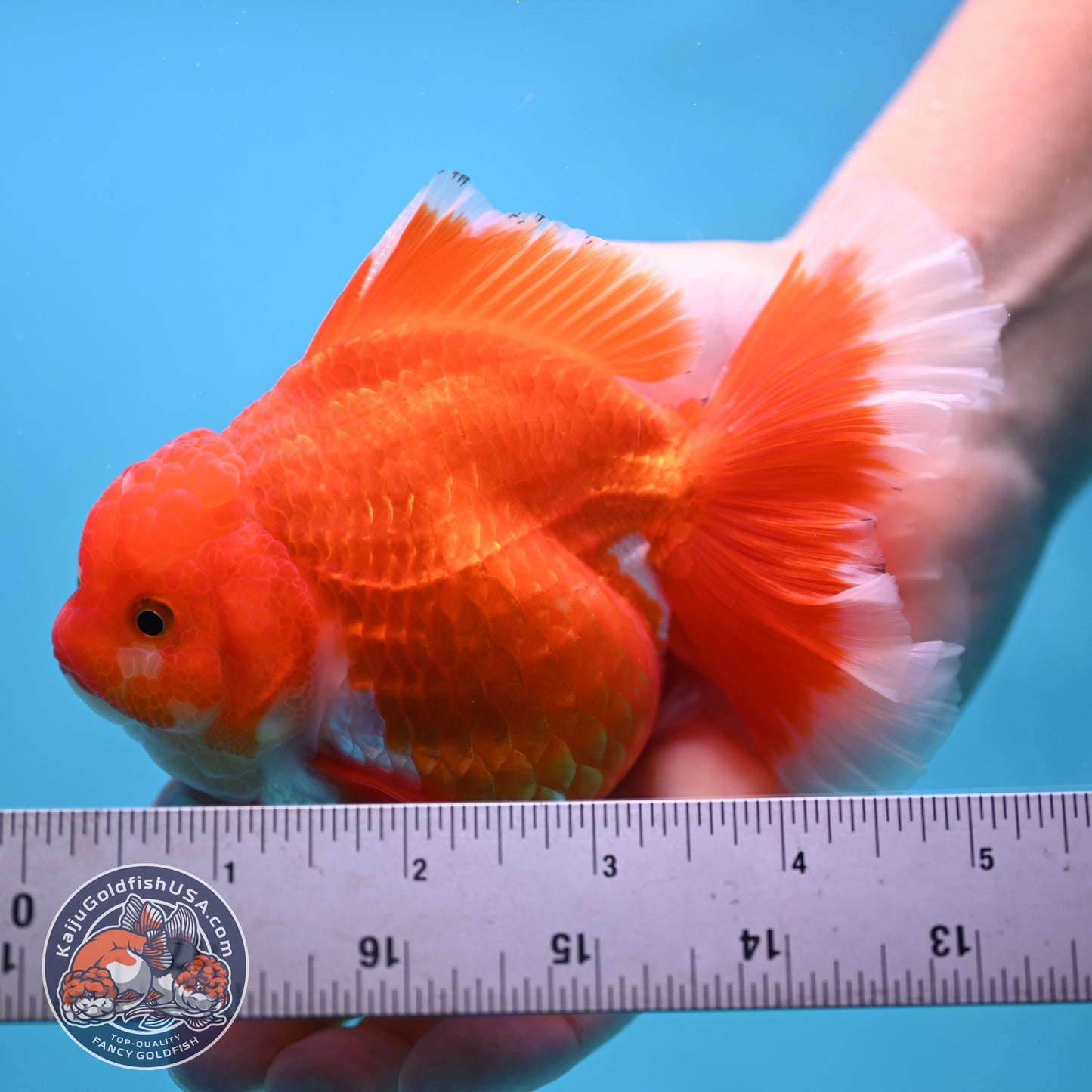 Red White Rose Tail Oranda 4 inches Body (250502_OR19)