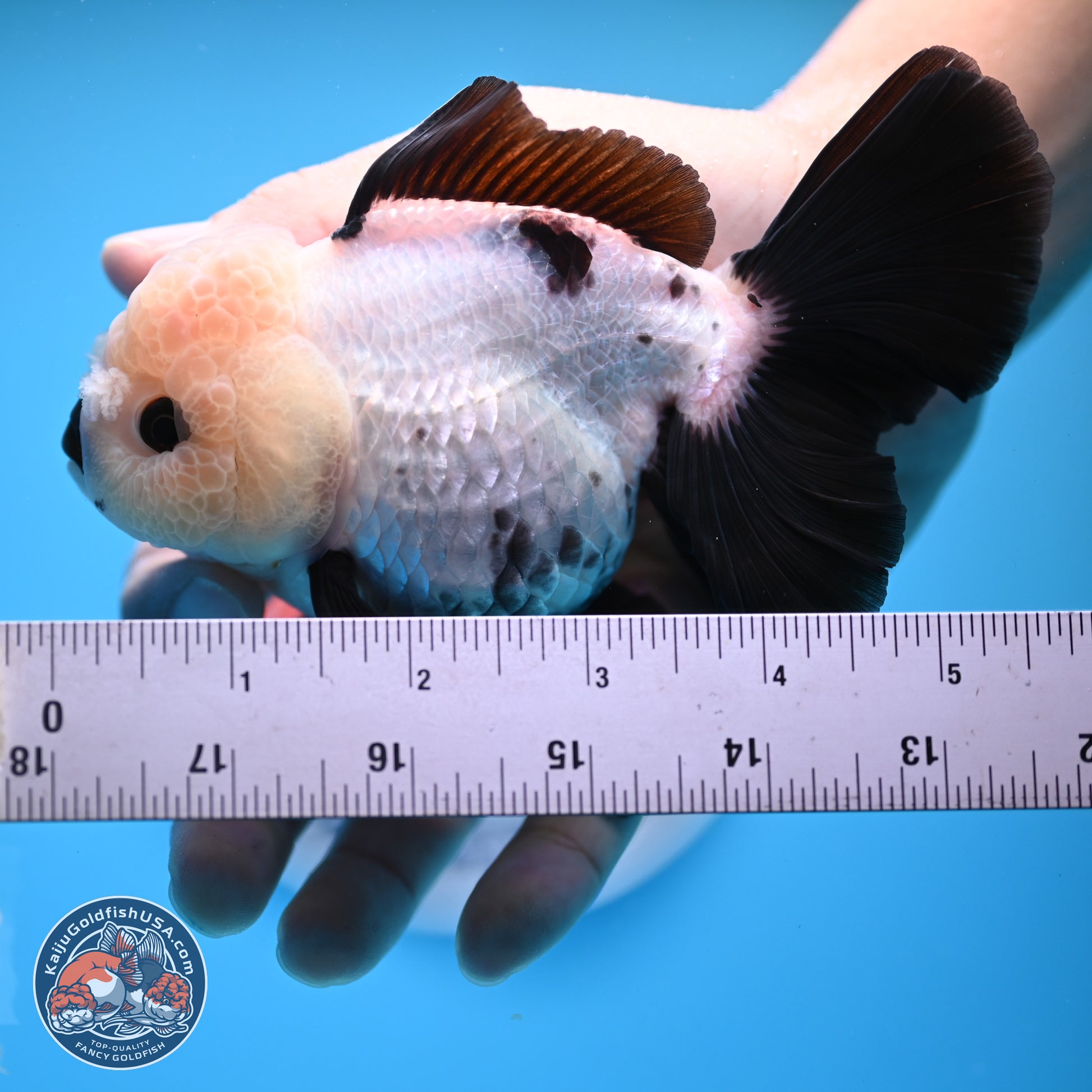 Panda Rose Tail Oranda 5.5 inches (241025_OR19) - Kaiju Goldfish USA