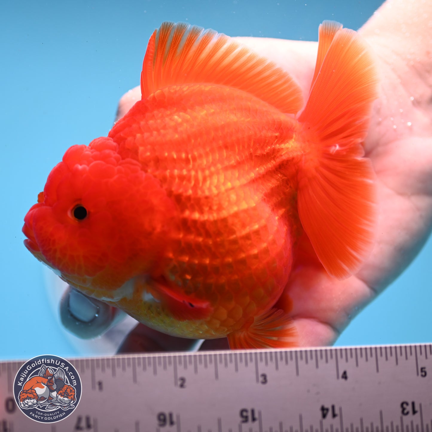 Classic Red YuanBao Oranda 3.5 inches Body - Female (250214_OR19)