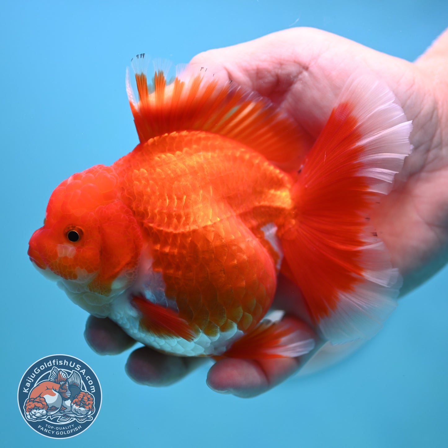 Red White Rose Tail Oranda 4 inches Body (250502_OR19)