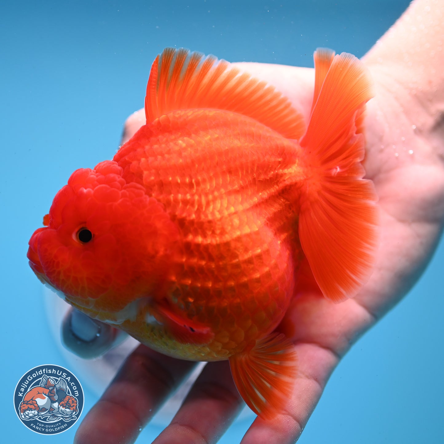 Classic Red YuanBao Oranda 3.5 inches Body - Female (250214_OR19)