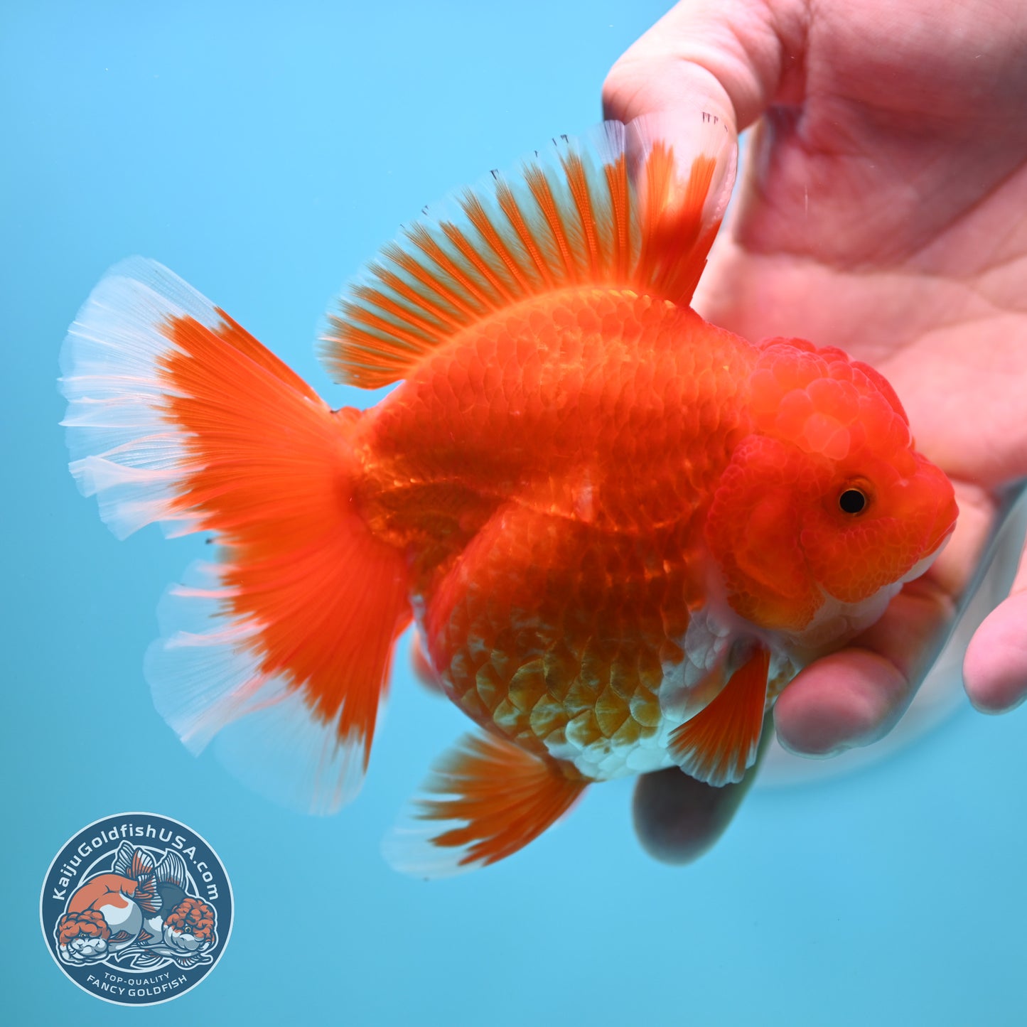 Red White Rose Tail Oranda 4 inches Body (250502_OR19)