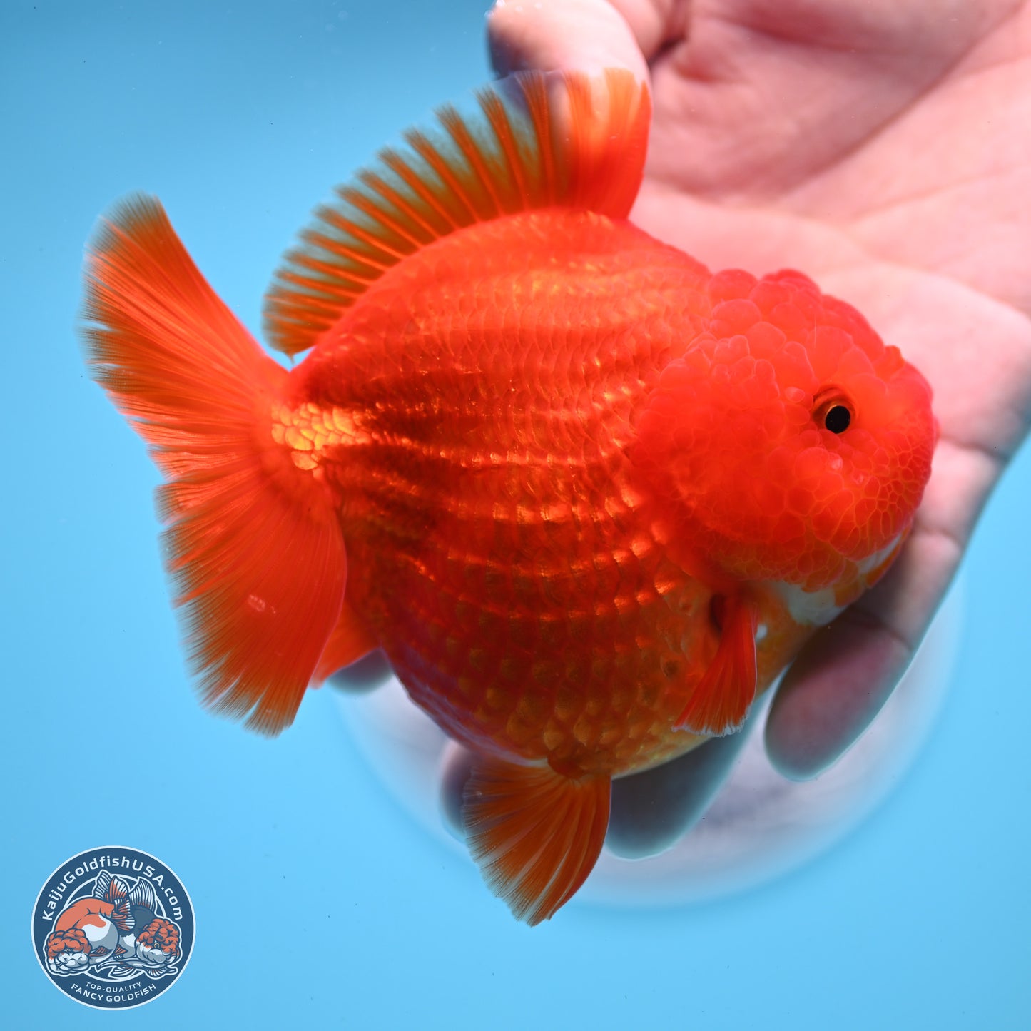 Classic Red YuanBao Oranda 3.5 inches Body - Female (250214_OR19)