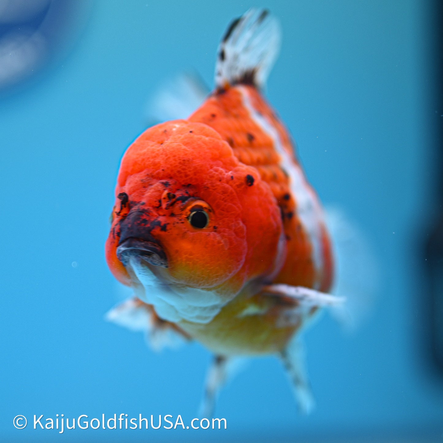 Shogun Godzilla Oranda 4in Body (240614_OR19) - Kaiju Goldfish USA