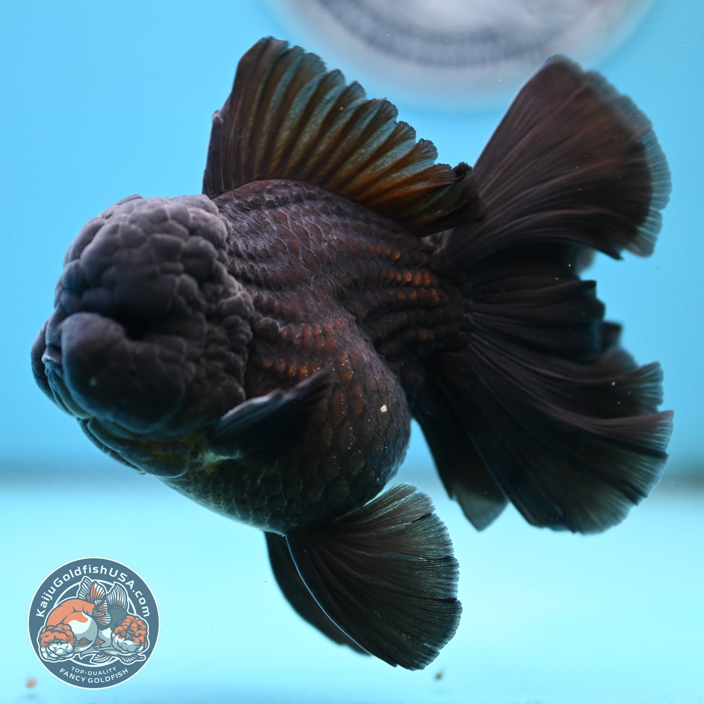 Jet Black Orchid Tail Oranda 4 inches Body - Male (250418_OR19)