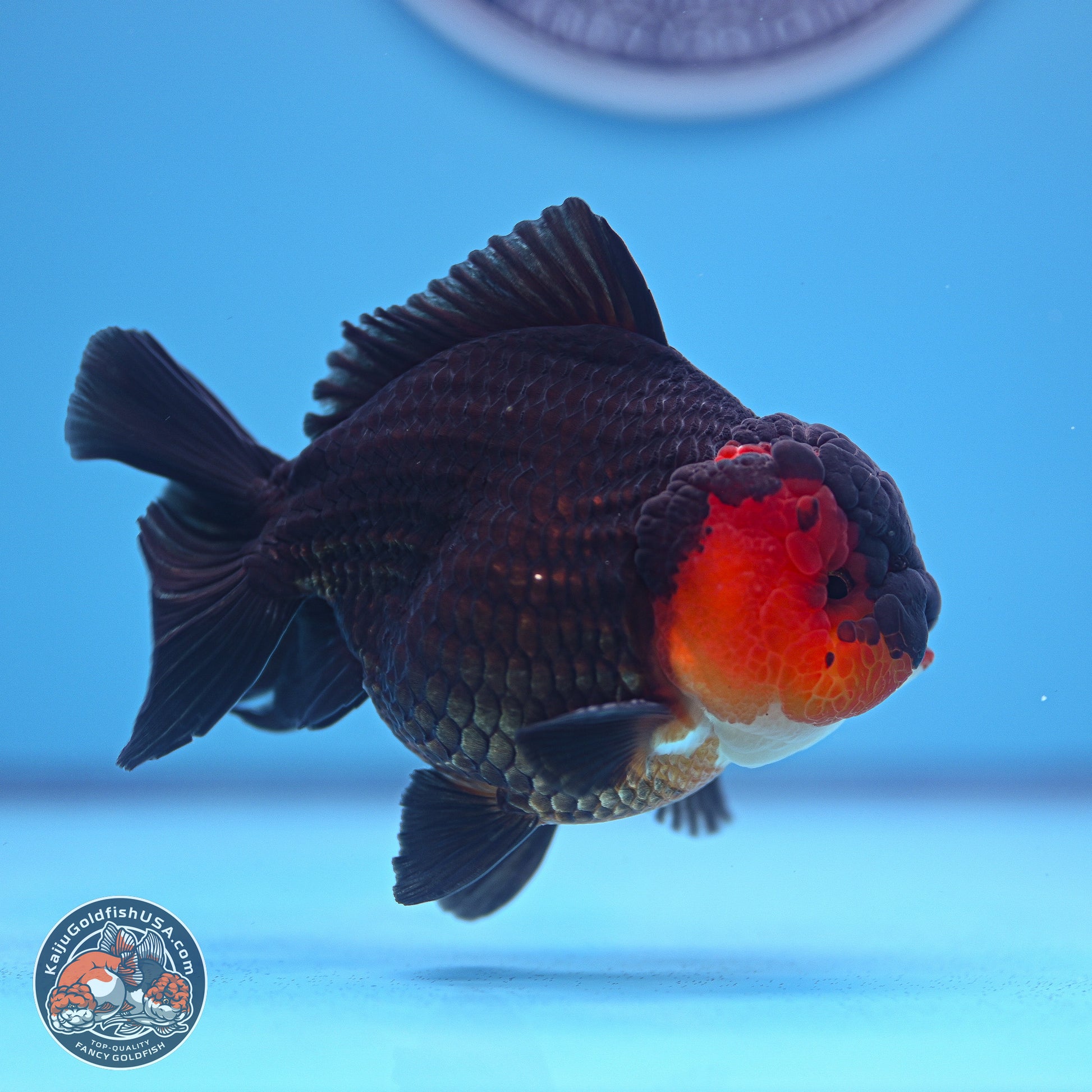 Tricolor Oranda 3.5-4.5 inches (240913_OR19) - Kaiju Goldfish USA