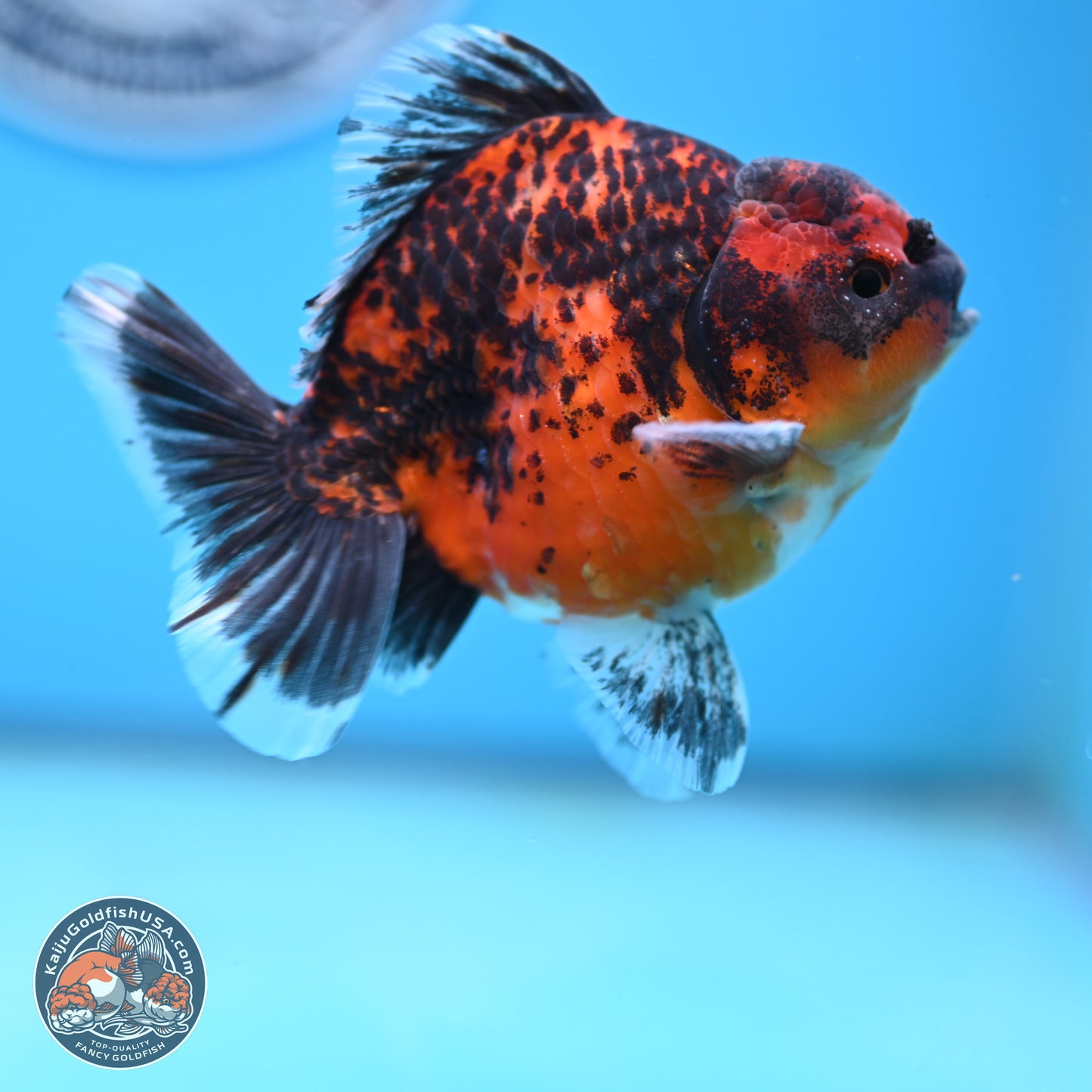 Shogun Red Kirin Oranda 4 inches Body - Male (250131_OR19)