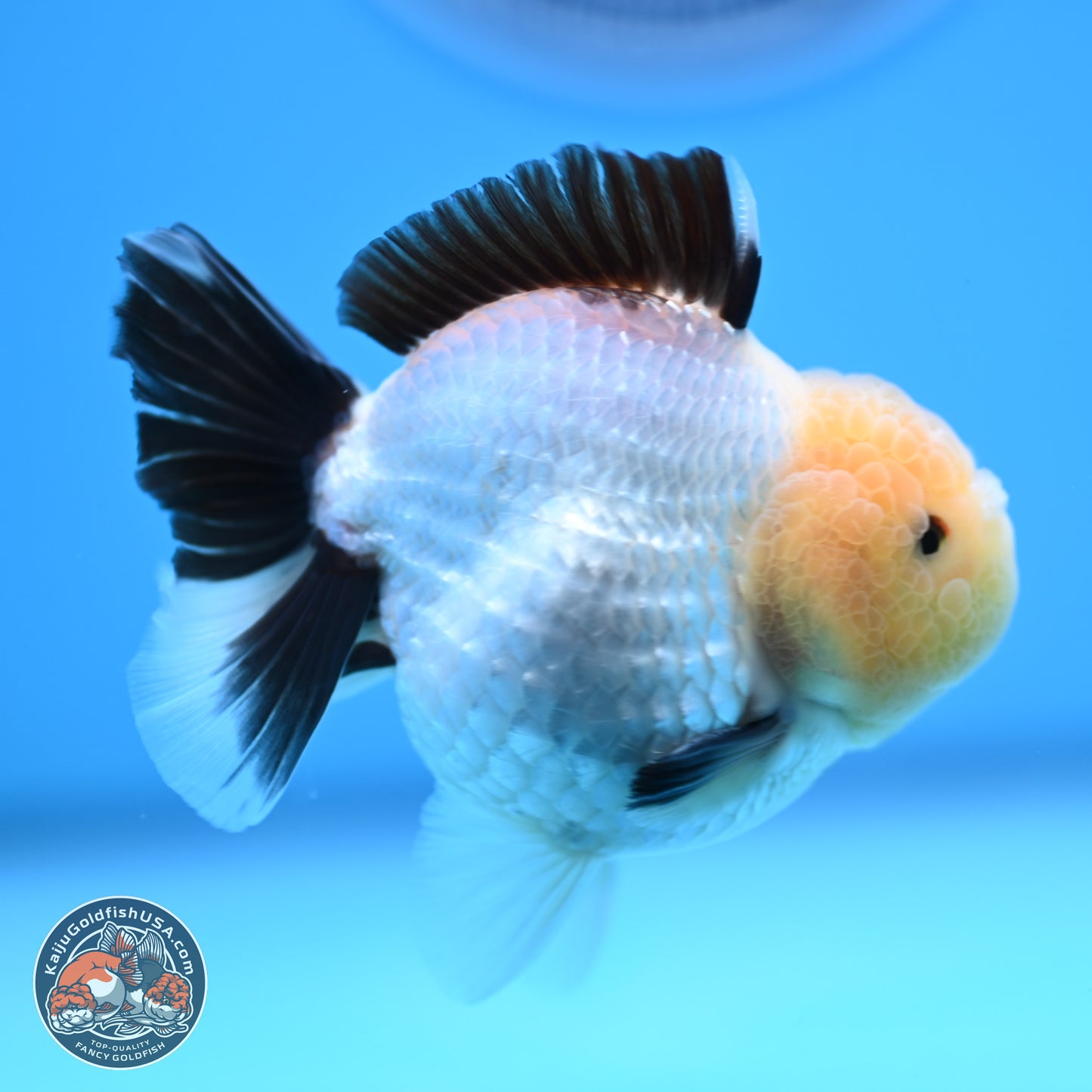 Panda Oranda 3.25 inches Body - Male (241227_OR19) - Kaiju Goldfish USA