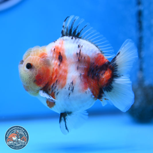 Tricolor Sakura YuanBao Oranda 3 inches Body - Male (250307_OR19)