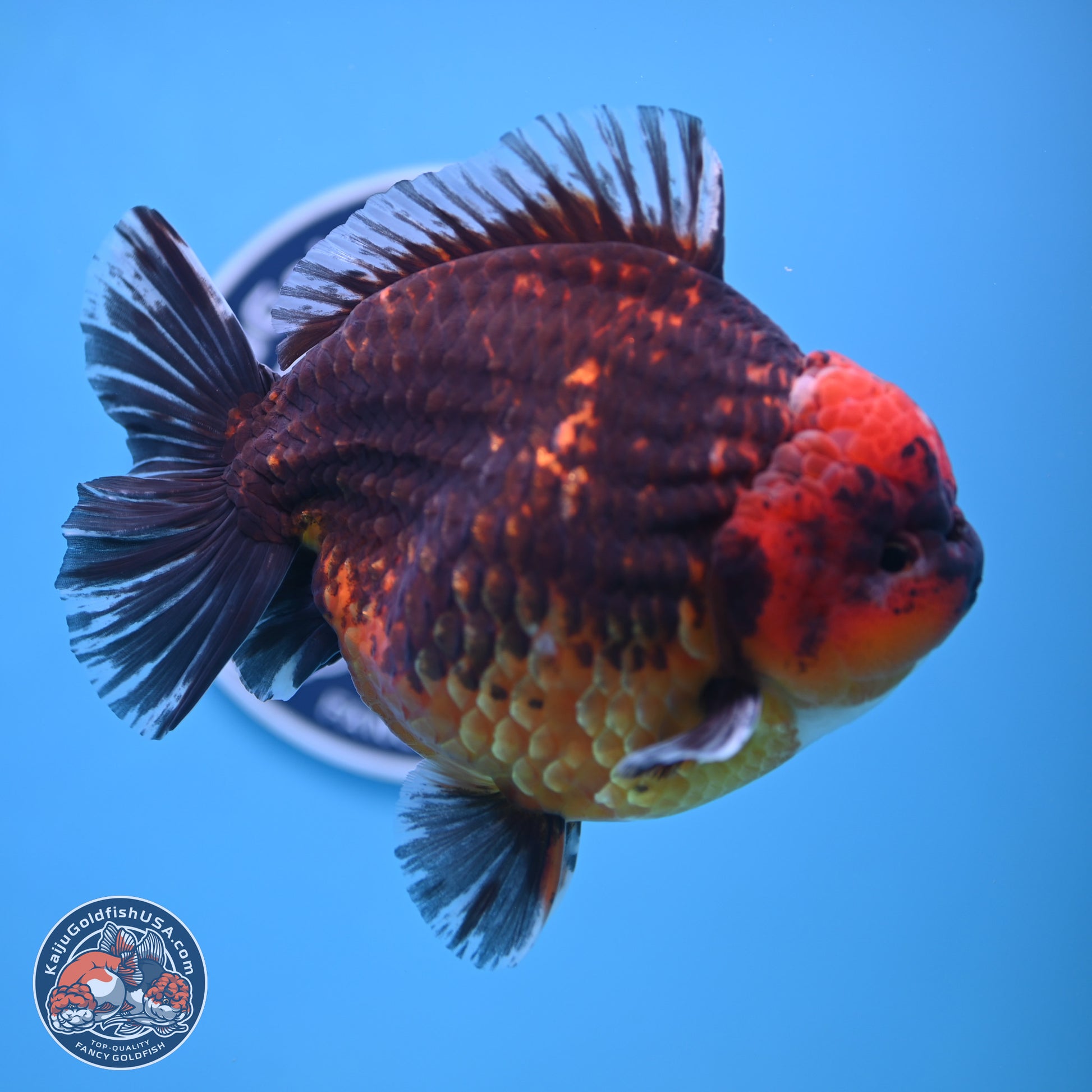 Jumbo Shogun Godzilla Red Kirin Oranda 6-7 inches (241004_OR19) - Kaiju Goldfish USA