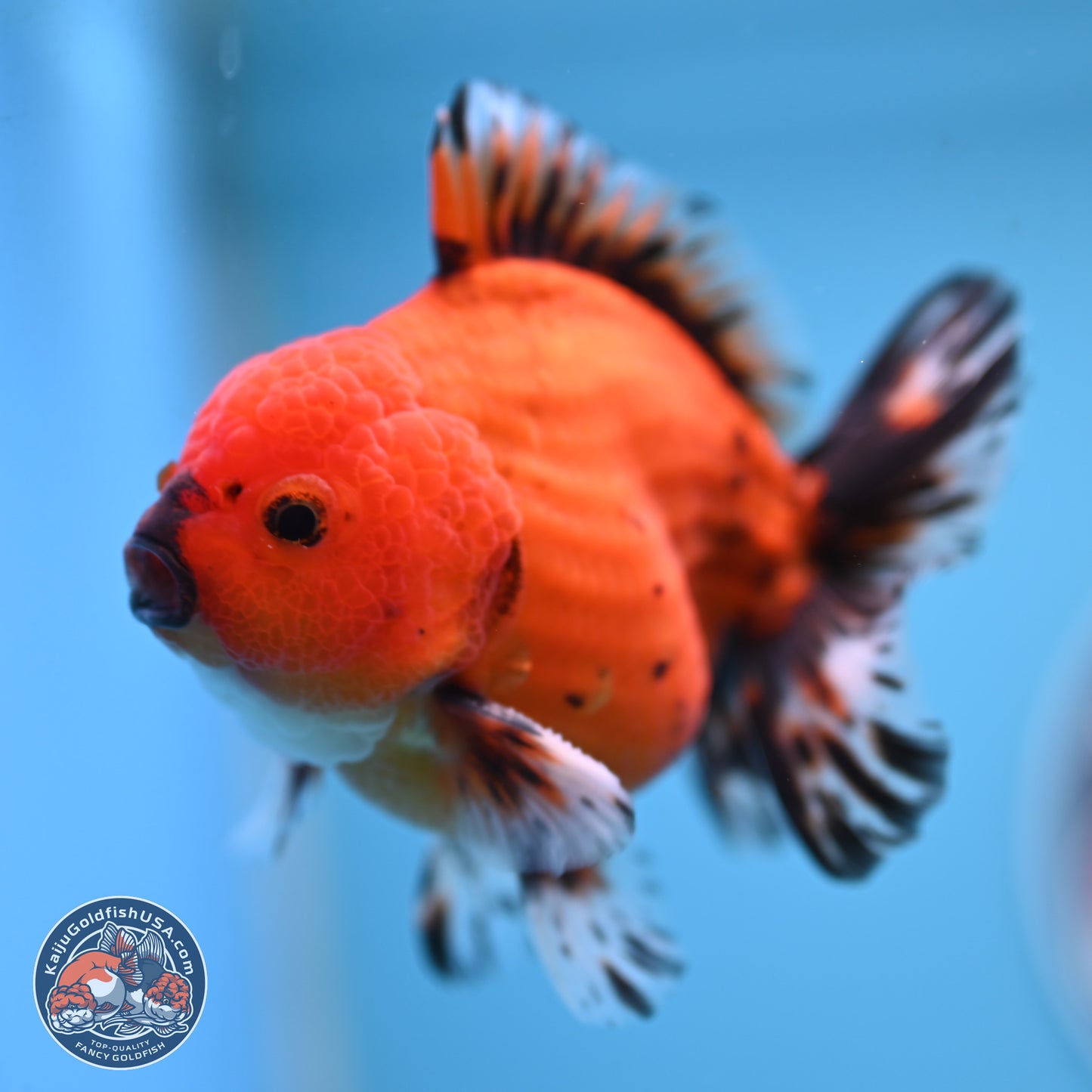 Shogun Tiger Oranda 3.5 inches Body - Male (250207_OR19)