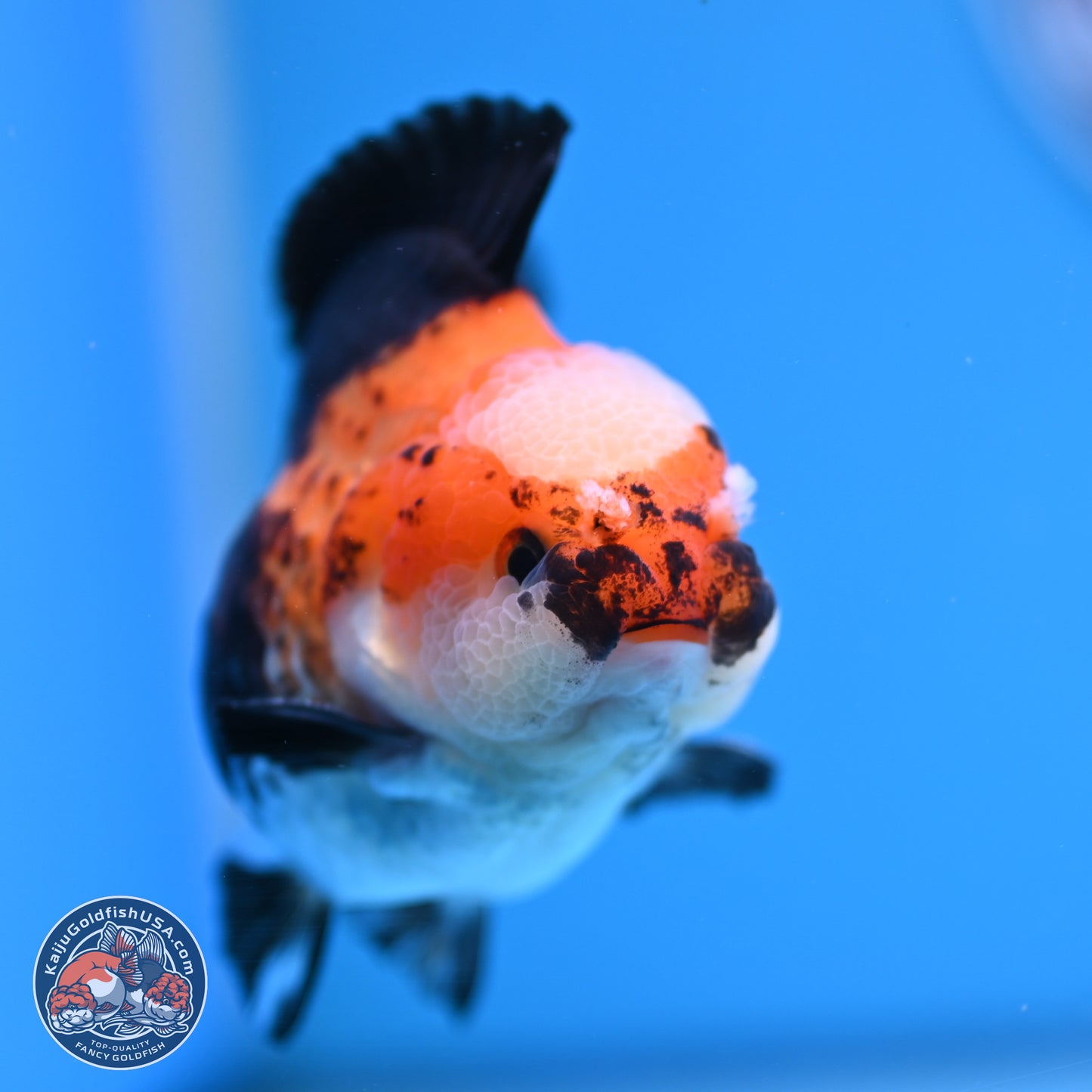 Tricolor Jade Seal YuanBao Oranda 3.5in Body (240816_OR19) - Kaiju Goldfish USA