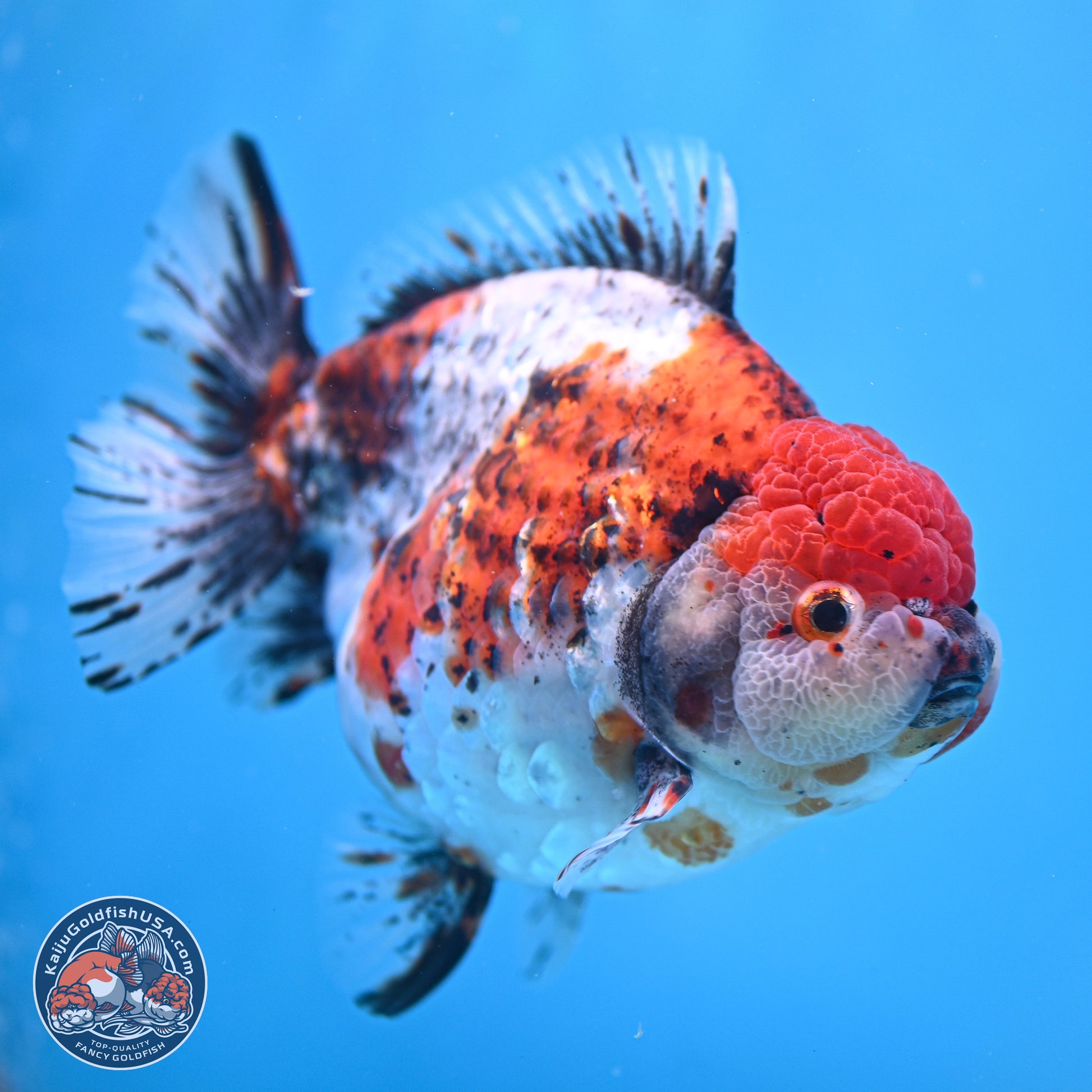 Jumbo Shogun Godzilla Oranda 6.5 inches - Male (241115_OR19) - Kaiju Goldfish USA