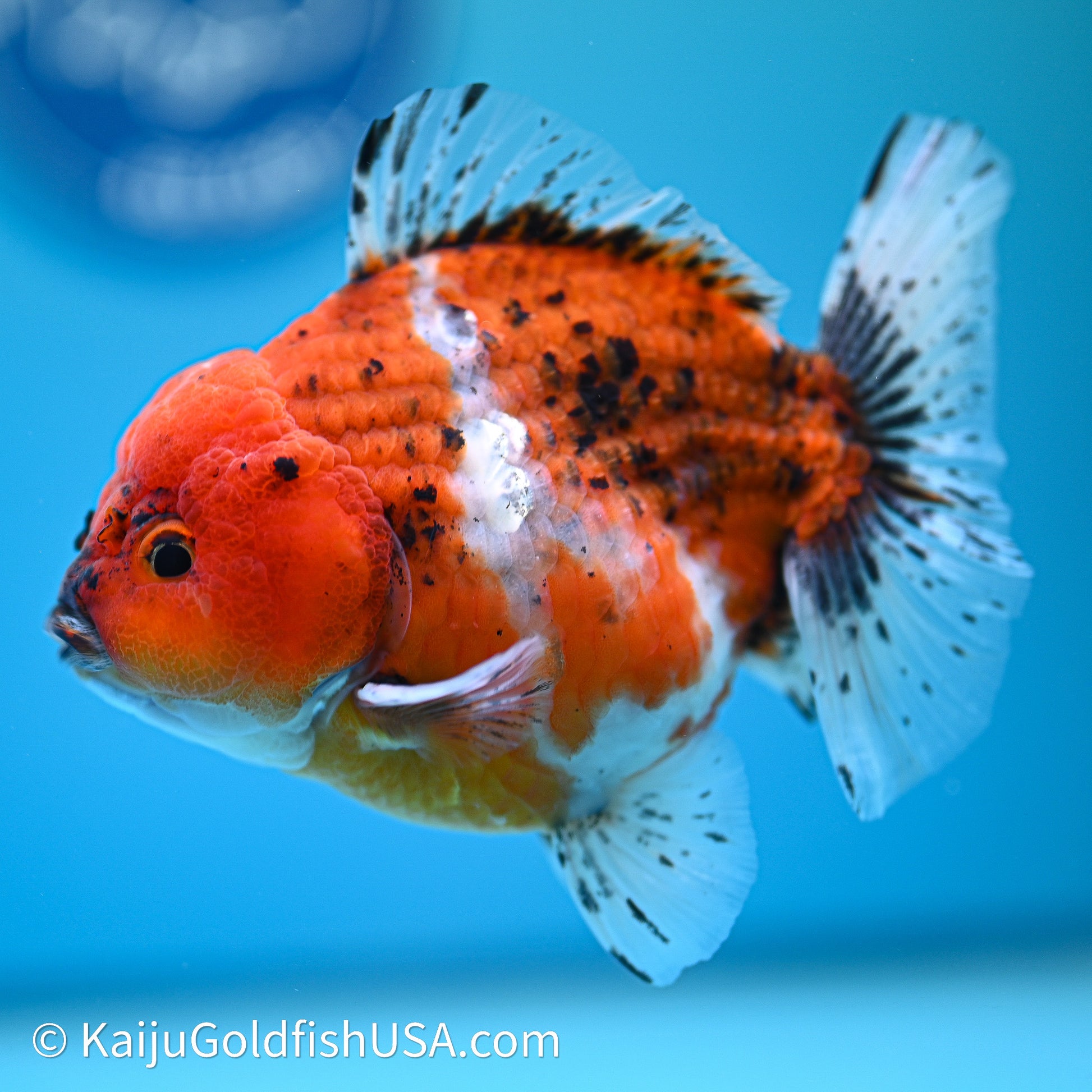 Shogun Godzilla Oranda 4in Body (240614_OR19) - Kaiju Goldfish USA