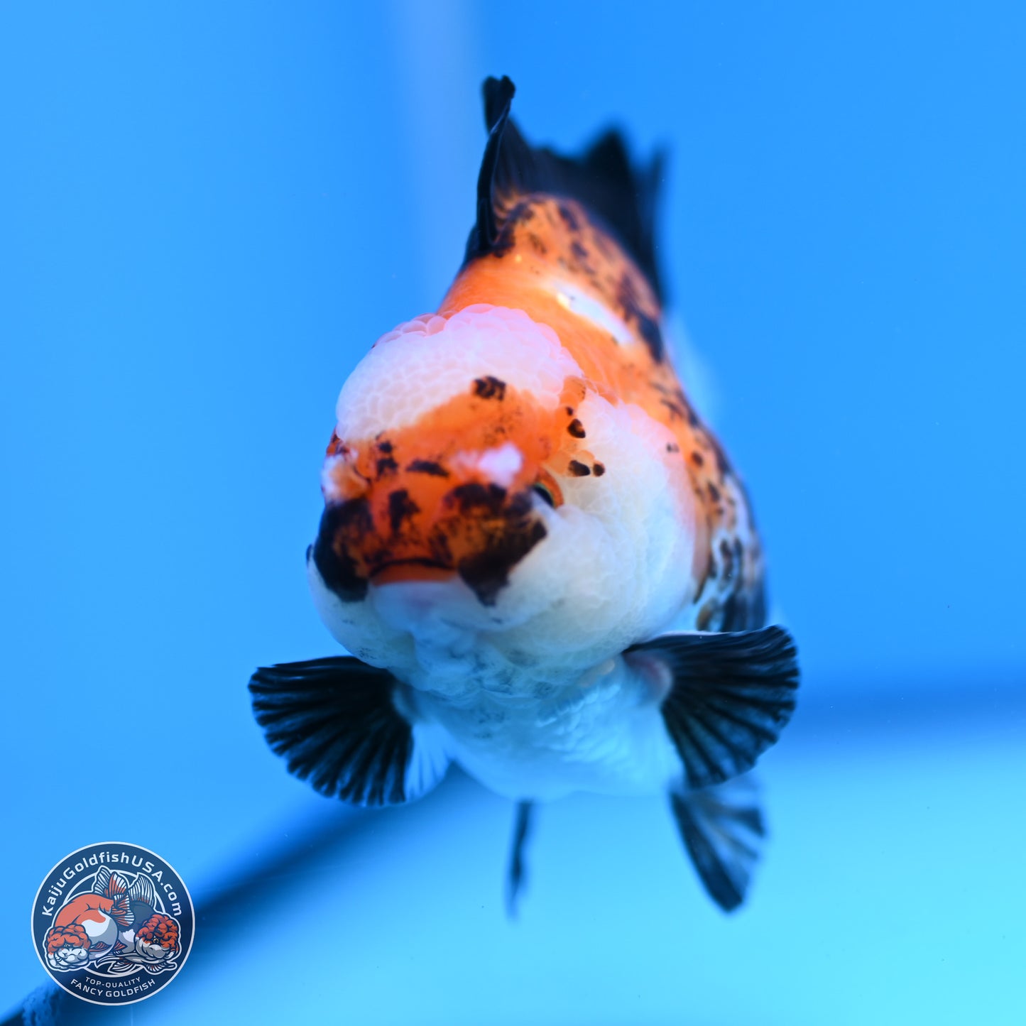 Tricolor Jade Seal YuanBao Oranda 3.5in Body (240816_OR19) - Kaiju Goldfish USA