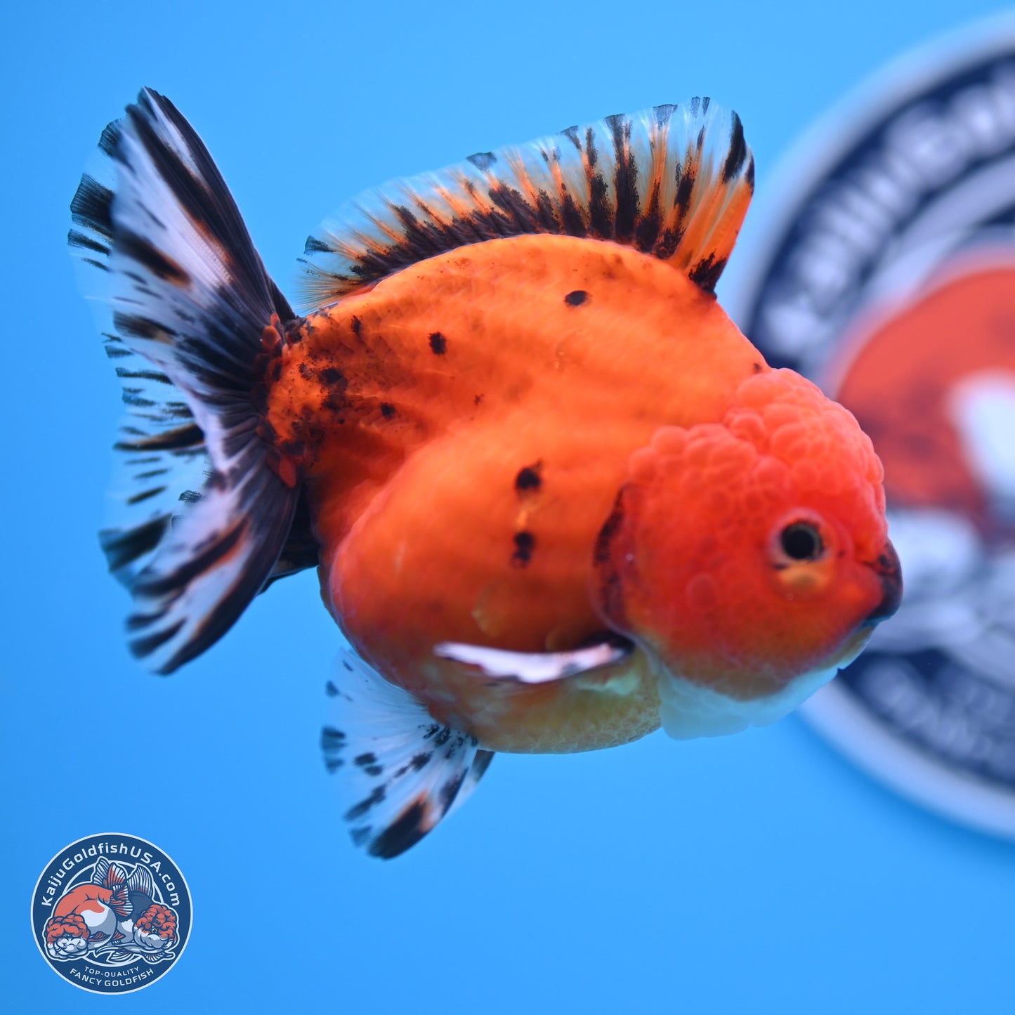 Shogun Tiger Oranda 3.5 inches Body - Male (250207_OR19)