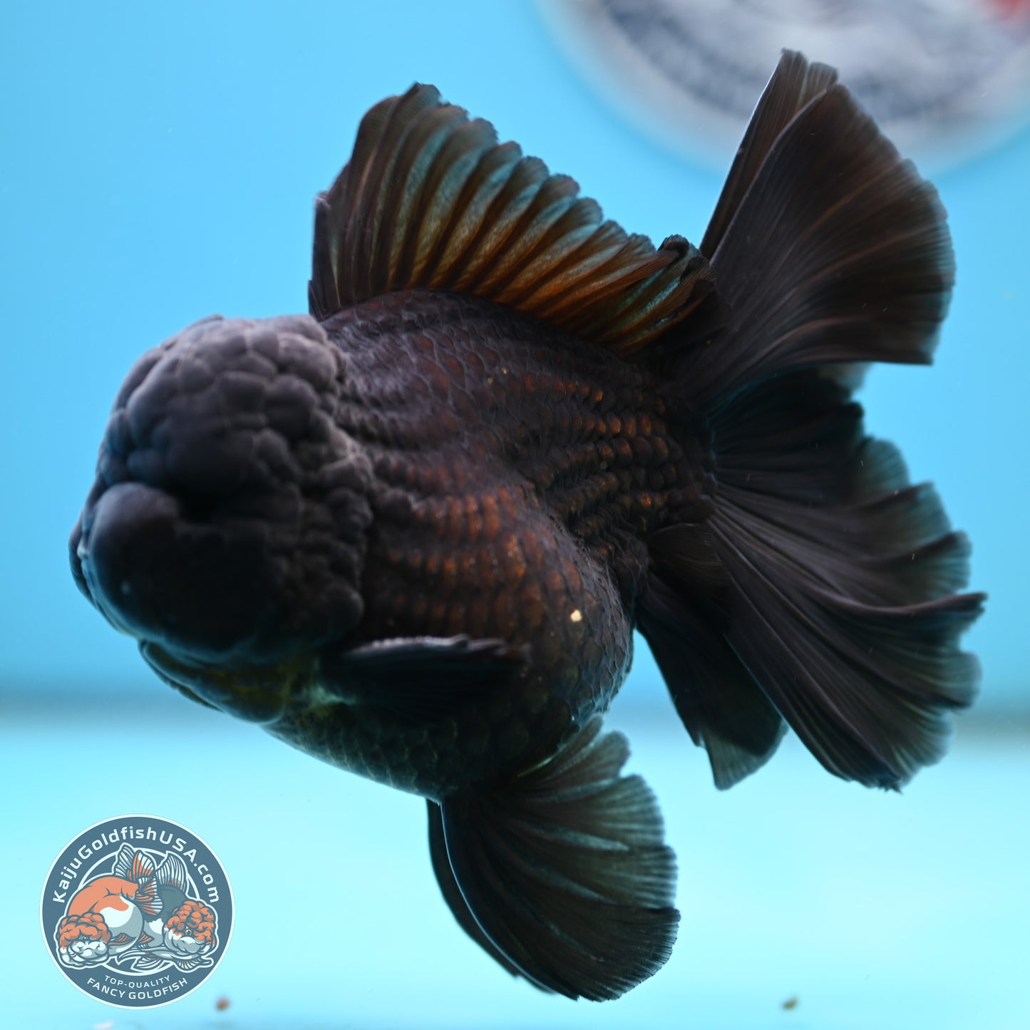 Jet Black Orchid Tail Oranda 4 inches Body - Male (250418_OR19)